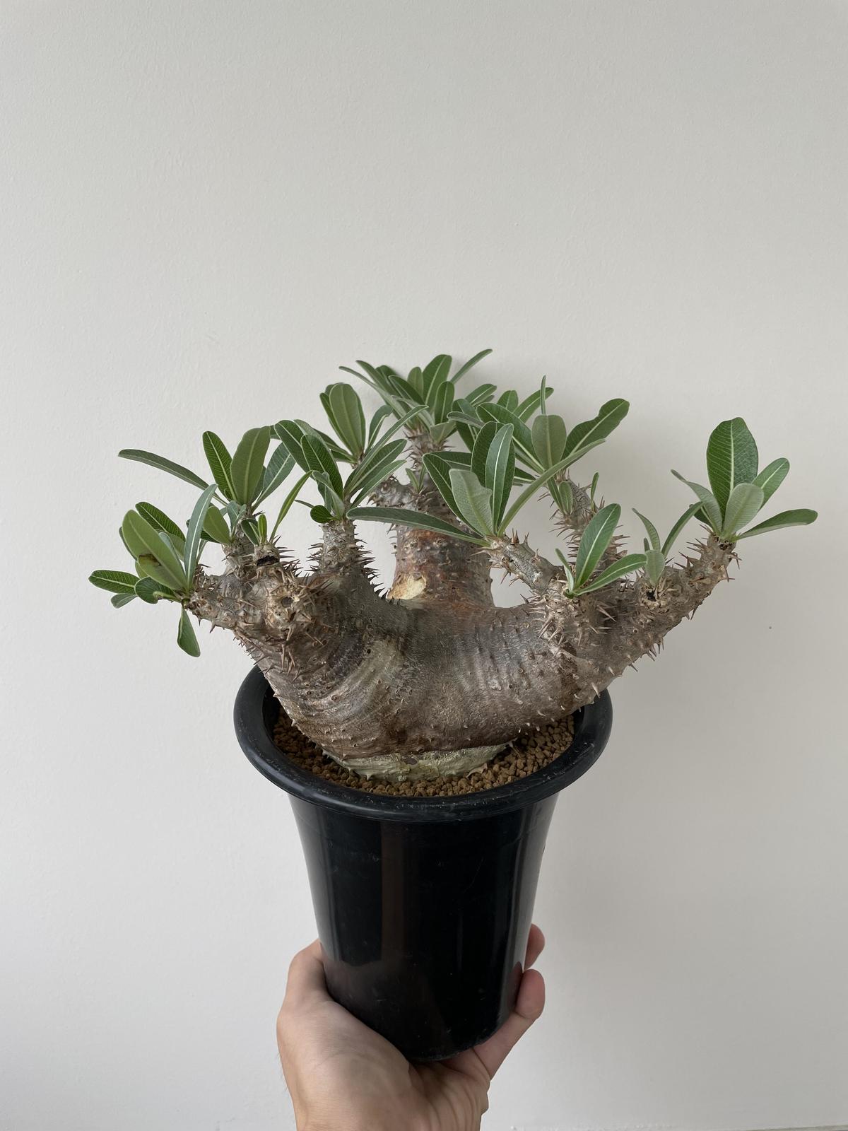 グラキリス 中株（幅約14cm） 現地球 発根済み 【公式通販】