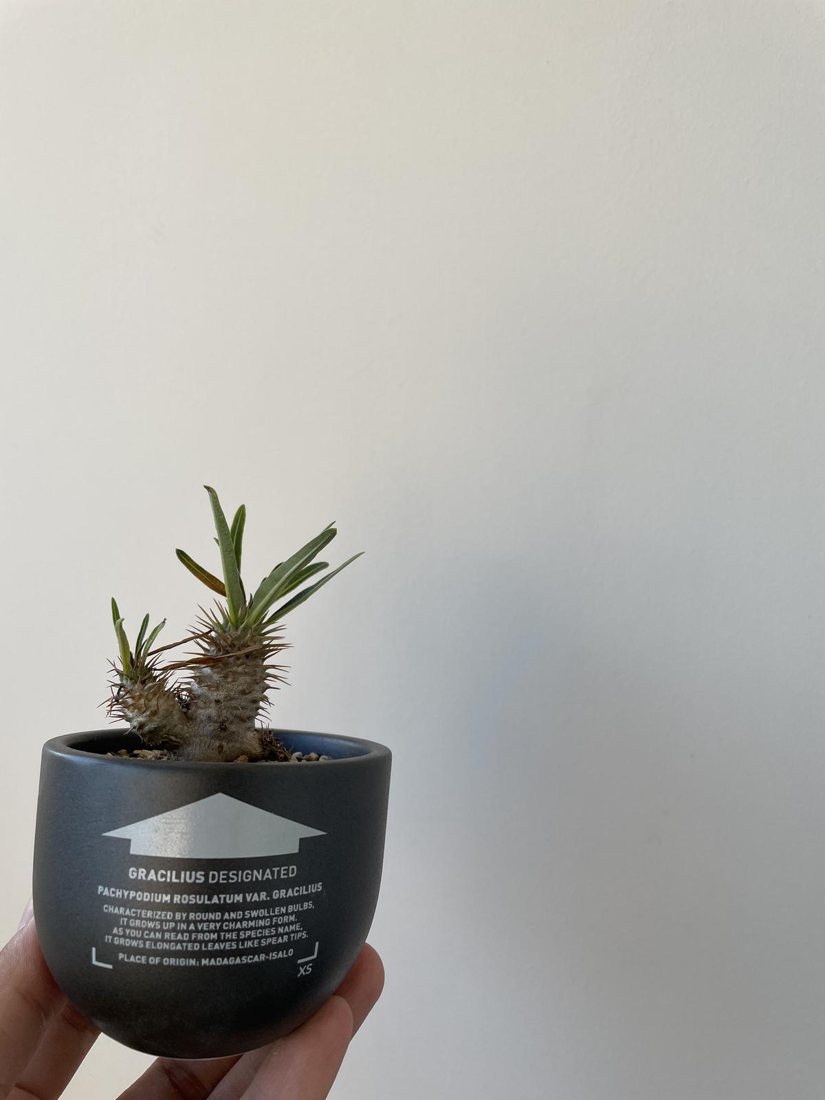 特別価格 Valiem 植木鉢 鉢 ボタナイズ botanize コーデックス 塊根 ...