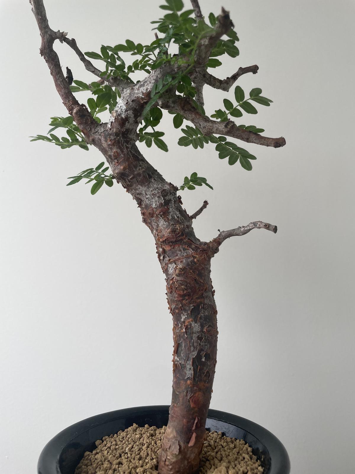 剪定枝 コミフォラ モンストローサ 【灌木 塊根 パキプス グラキリス