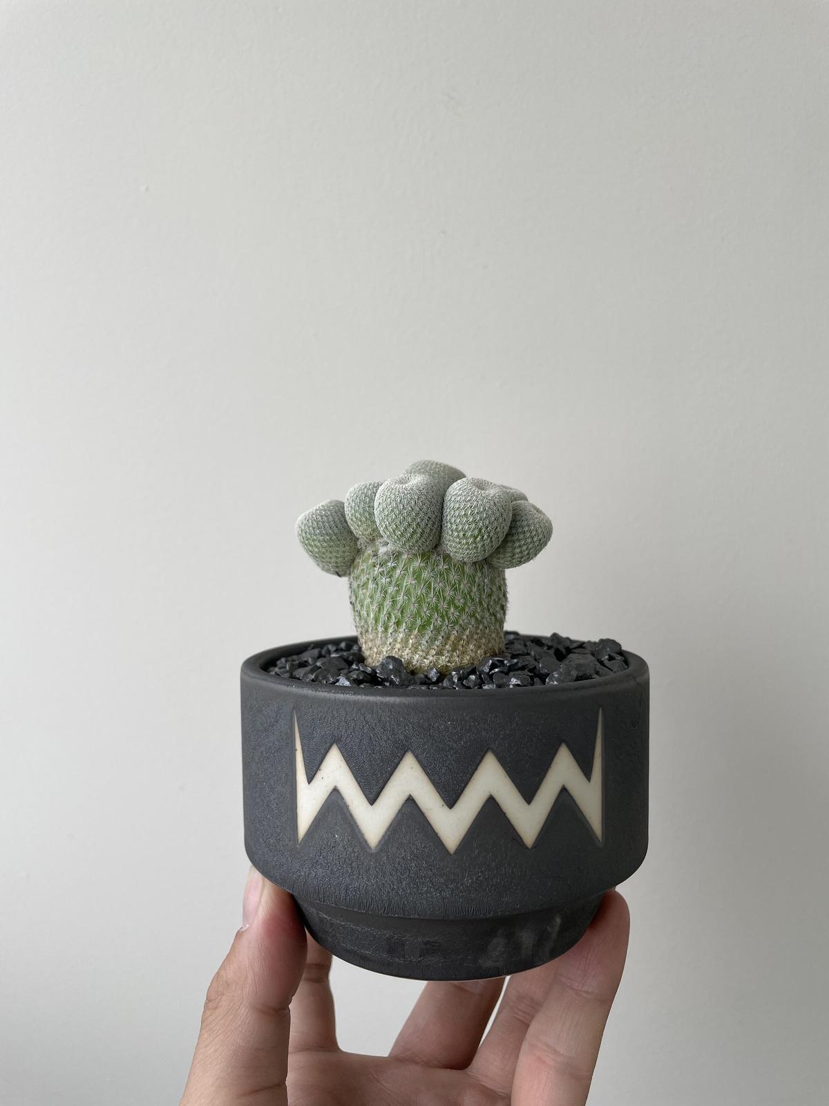 エピテランサ ミクロメリス Epithelantha Sb63 Micromeris サボテン 多肉植物 実生 月世界 観葉植物 激安正規 月世界