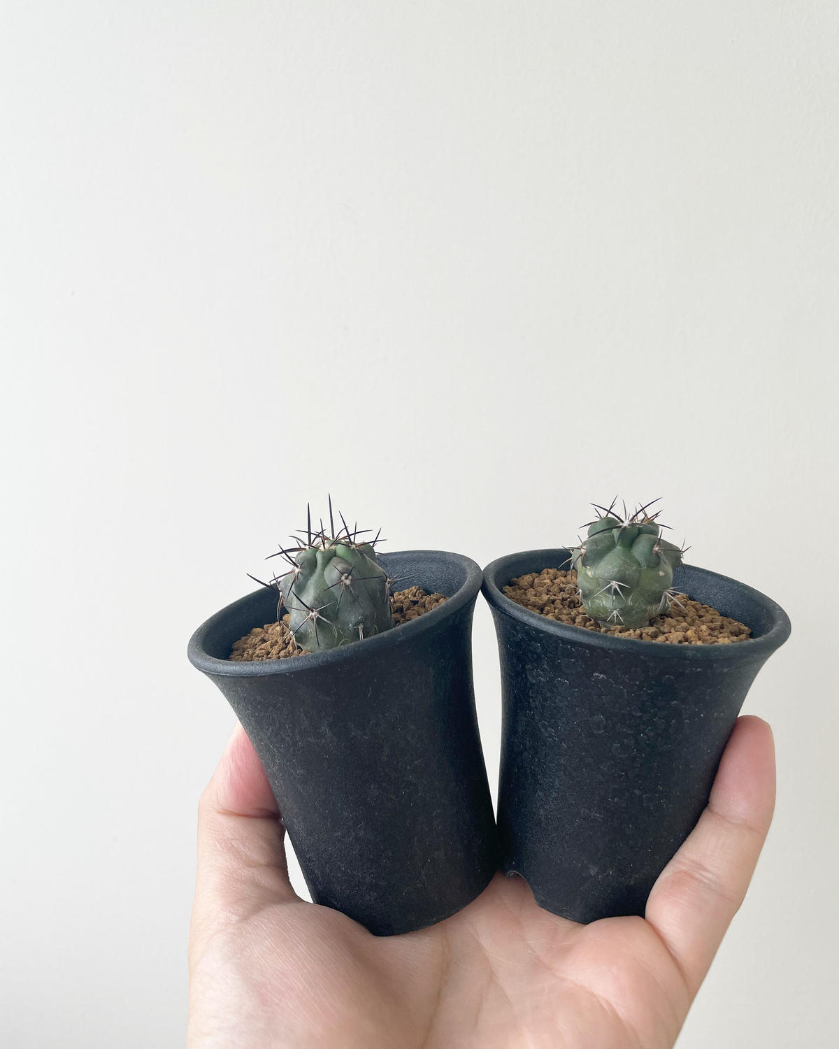 選抜　Copiapoa　コピアポア グリセオビオラセア　栗星玉　3株セット Copiapoa コピアポア グリセオビオラセア 栗星玉 3株セット サボテン