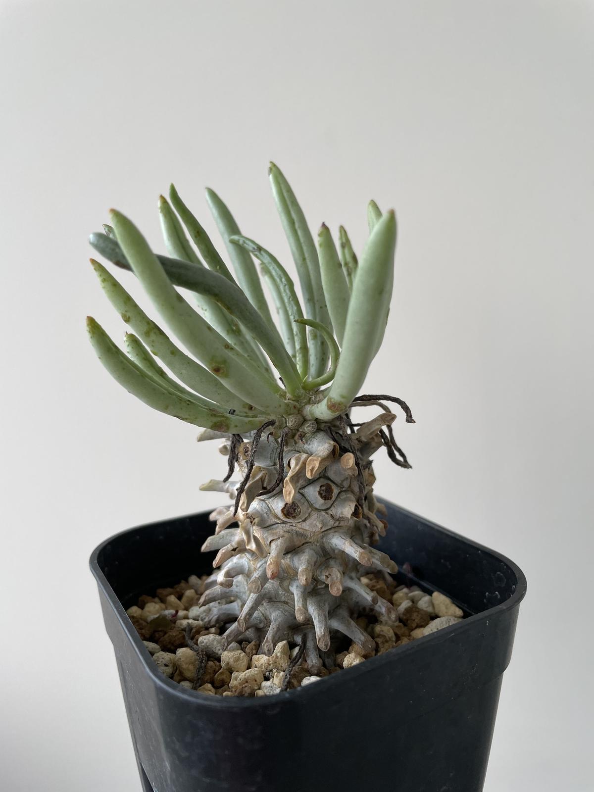 チ206「現地」チレコドン ワリチー 3.5寸 植え【未発根・Tylecodon