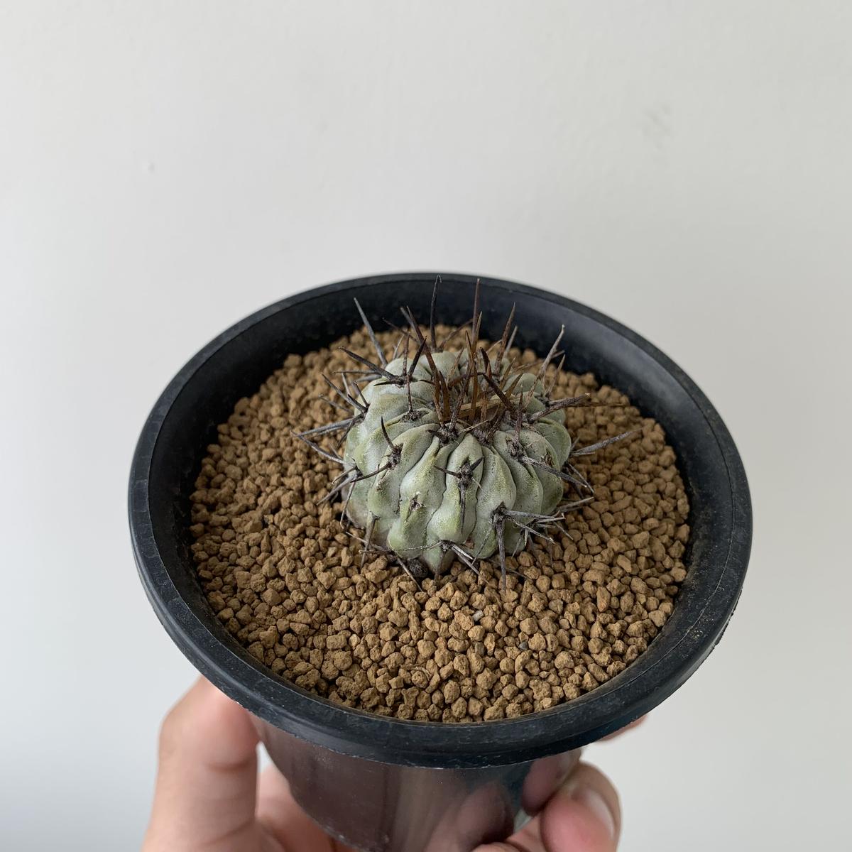コピアポア 黒王丸 Copiapoa cinerea 輸入株 現地球カキコ 極白灰色肌
