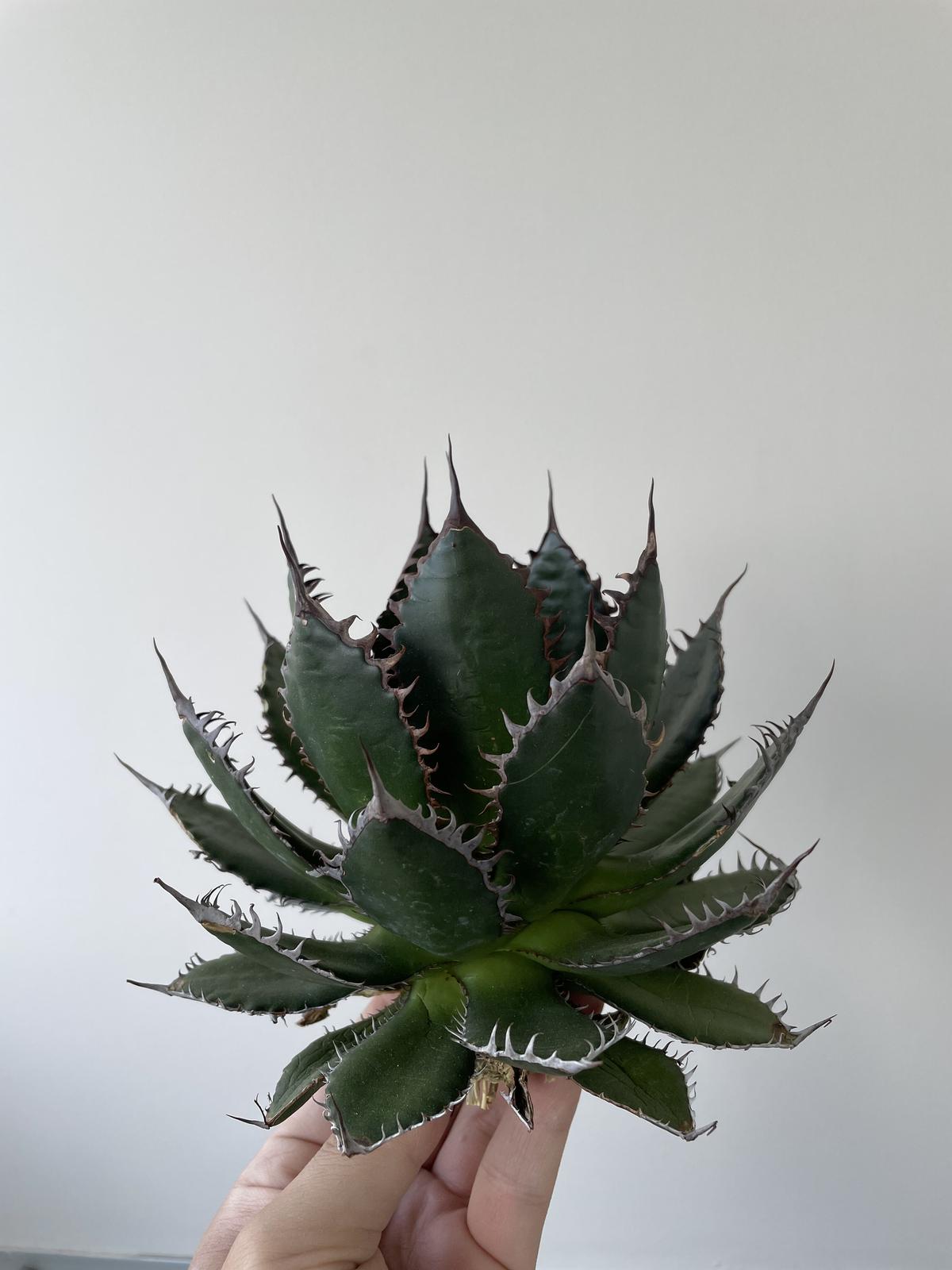 極上逸品】Agave horrida special 1 カリフォルニア スーパークローン...