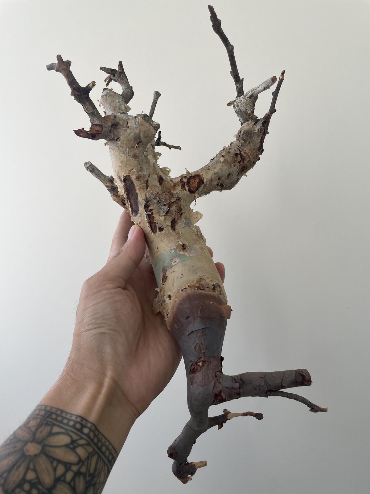 コミフォラ カタフ Commiphora Kataf M サイズ コーデックス