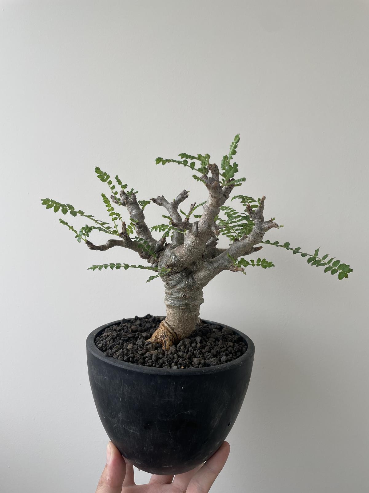 Boswellia neglecta【タイからの選抜実生苗】 ボスウェリア ネグレクタ