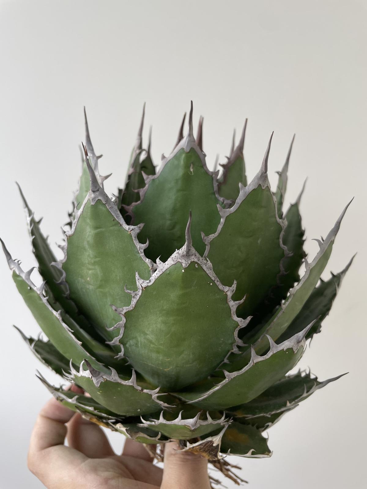 アガベ超優良 3ヘッド Special clone agave horrida アガベ ホリダ 3頭