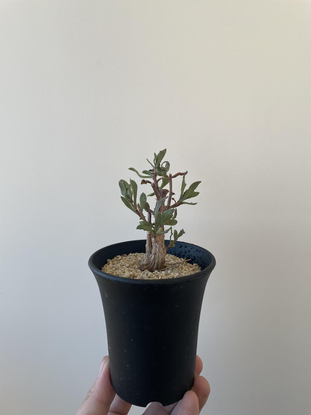 美品 オトンナ 冬型塊根　洋書 冬型キク科多肉塊根植物 オトンナ OthonnaたちVol.1 ~贔屓植物