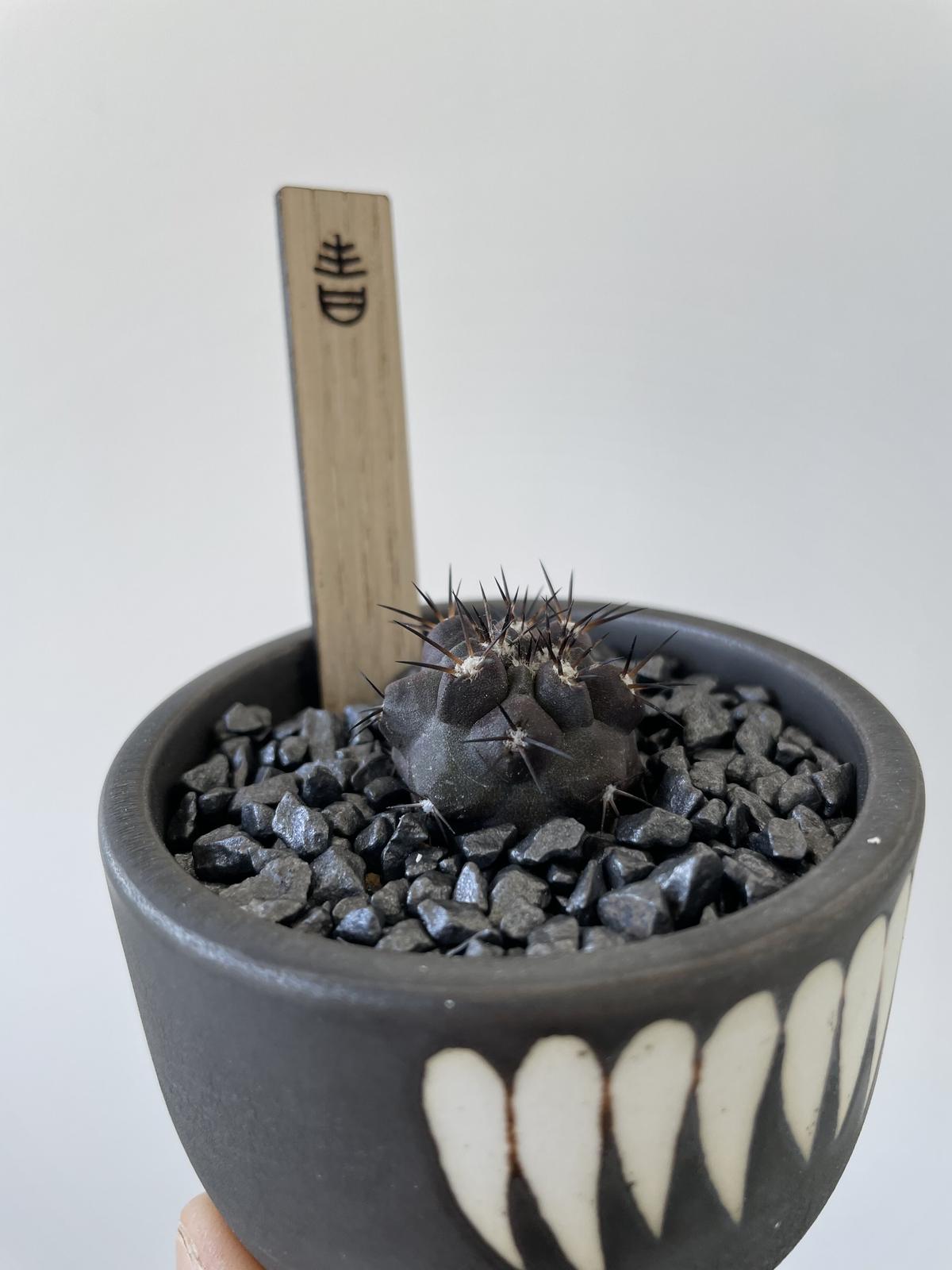 【新着】Copiapoa dura × VALIEM DEVIL【銅鑼丸】コピアポアデュラ