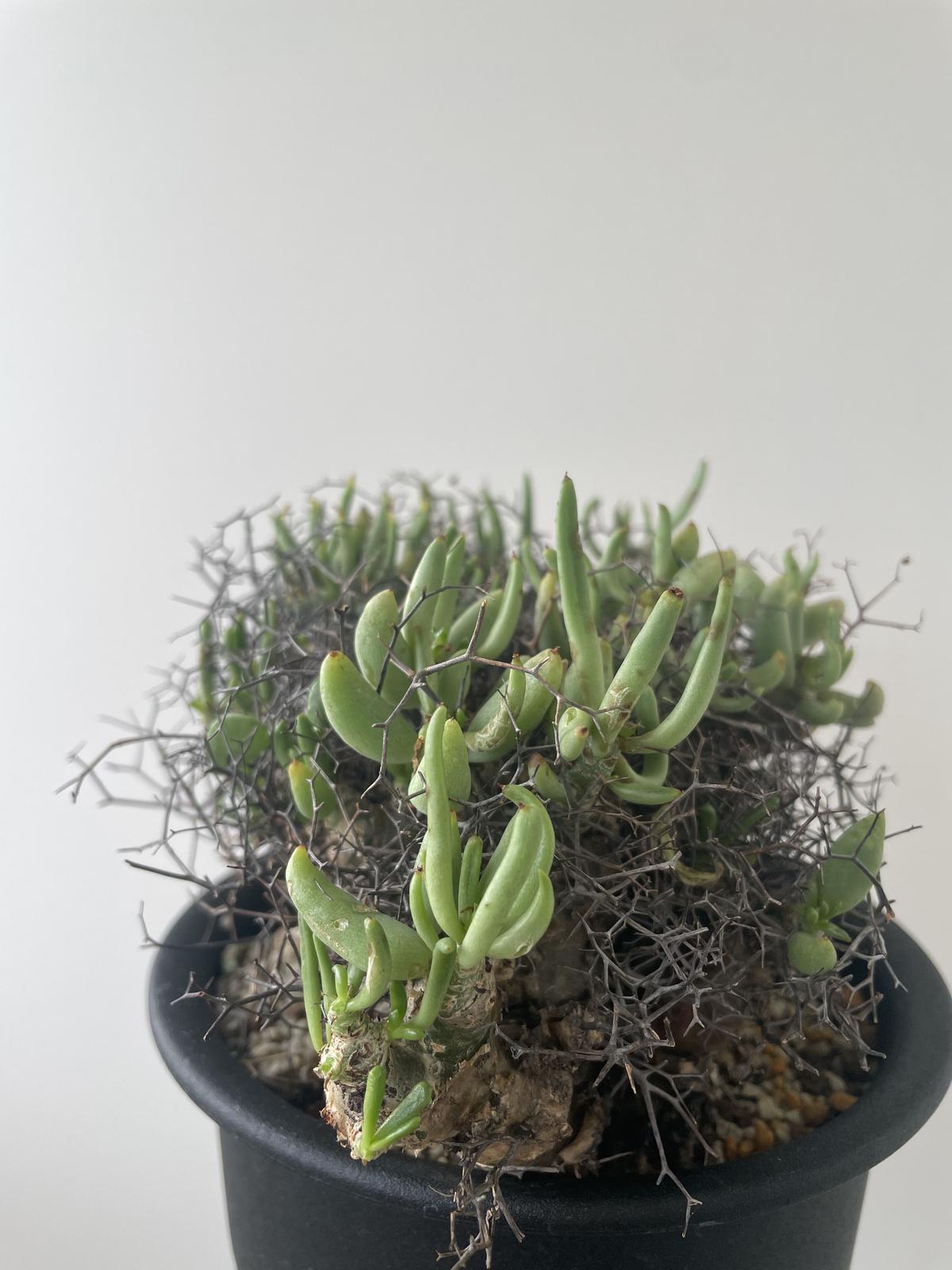 発根管理中☆チレコドン レディキュラータス 万物想☆大型 22センチ