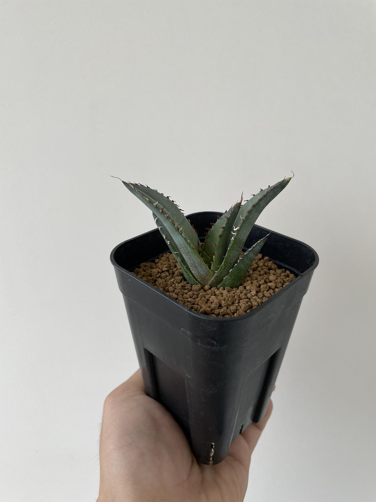 新着 アガベ チタノタ オテロイ 実生 青坊主 Aobouzu