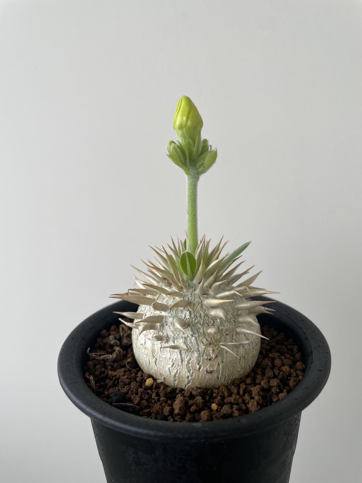 ☆お求めやすく価格改定☆ Pachypodium enigmaticum パキポディウム ...