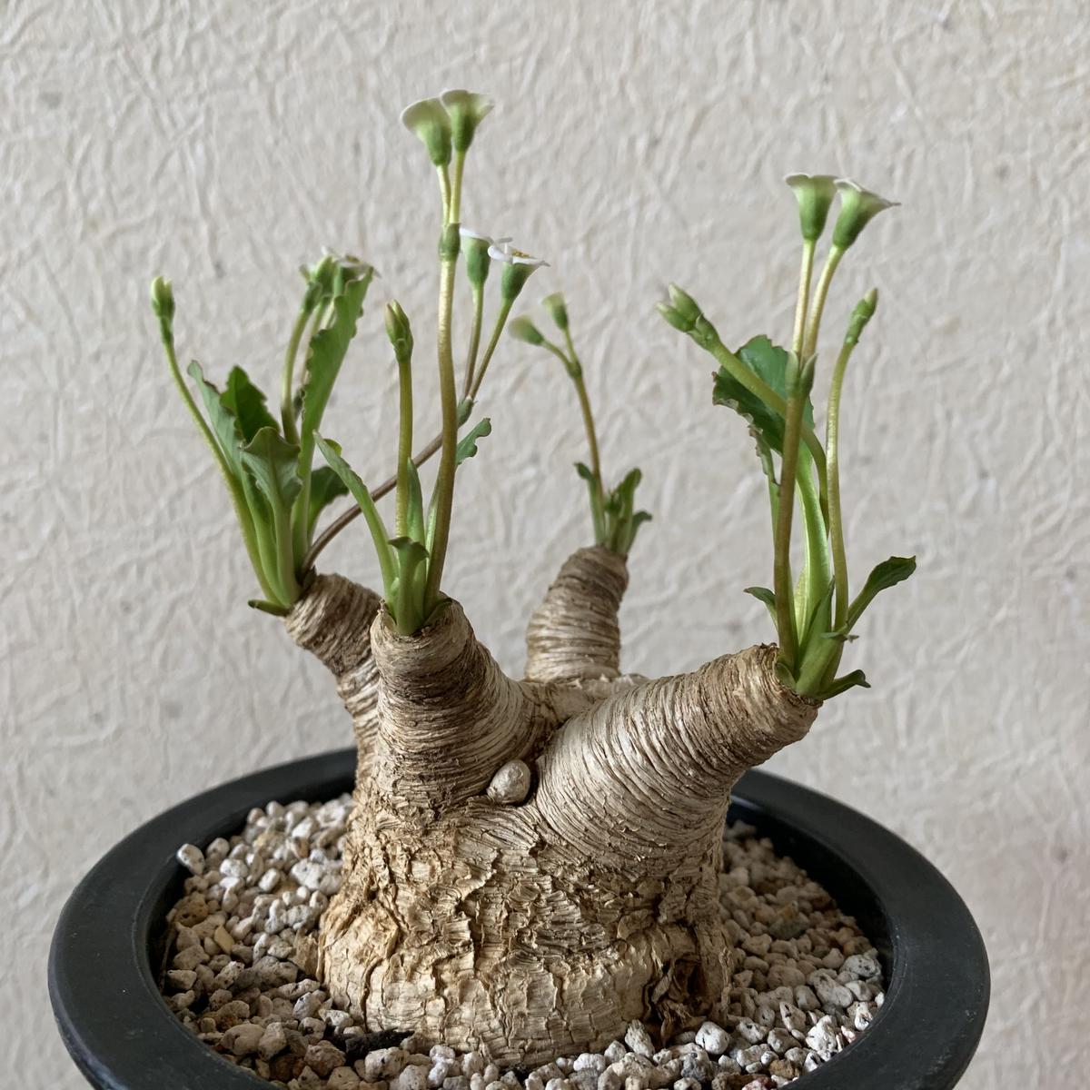 ユーフォルビア スパンリンギー (フィッシュボーン) 発根済