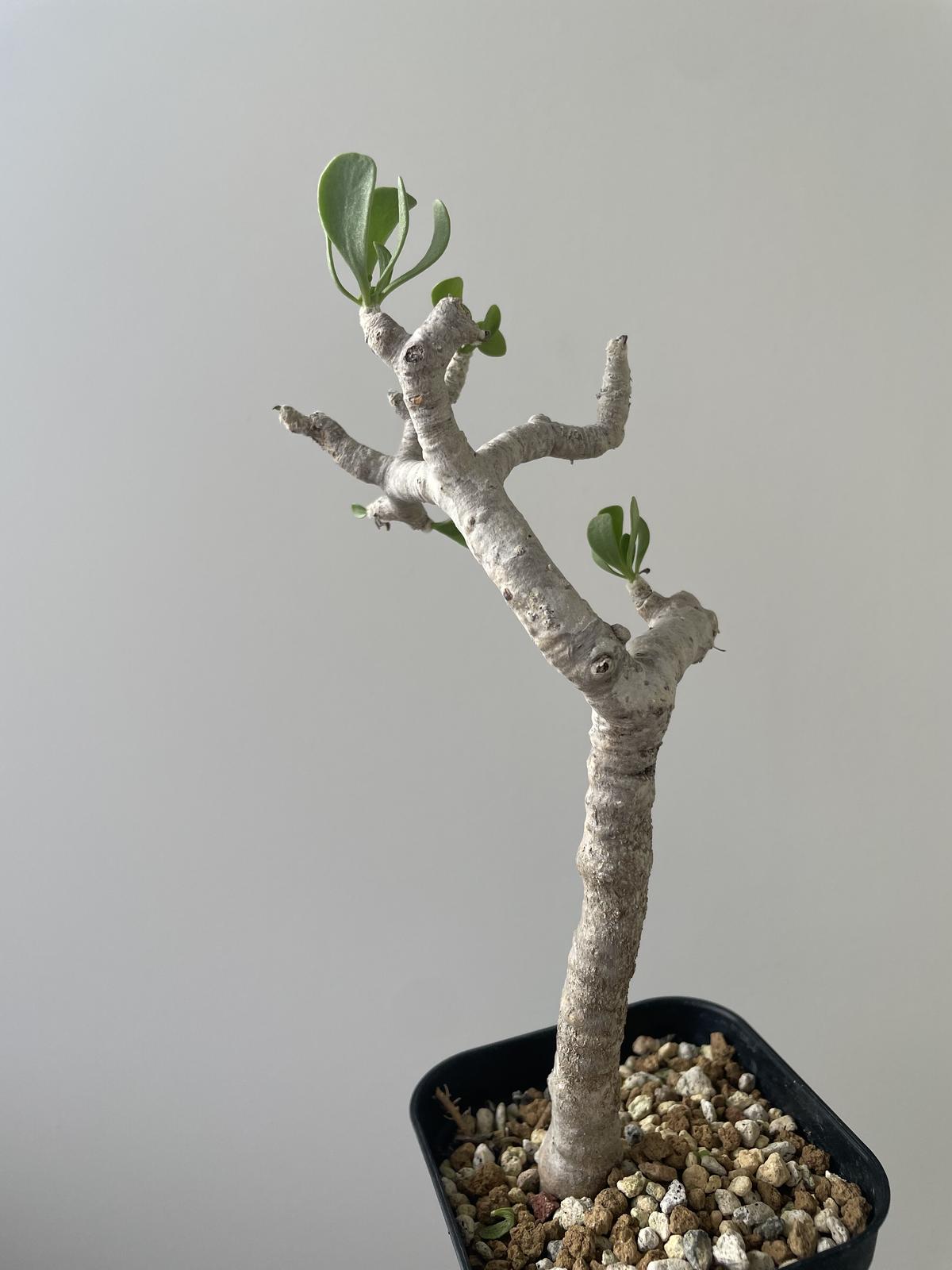 塊根植物】オトンナ フルカタ | gulatilaw.com
