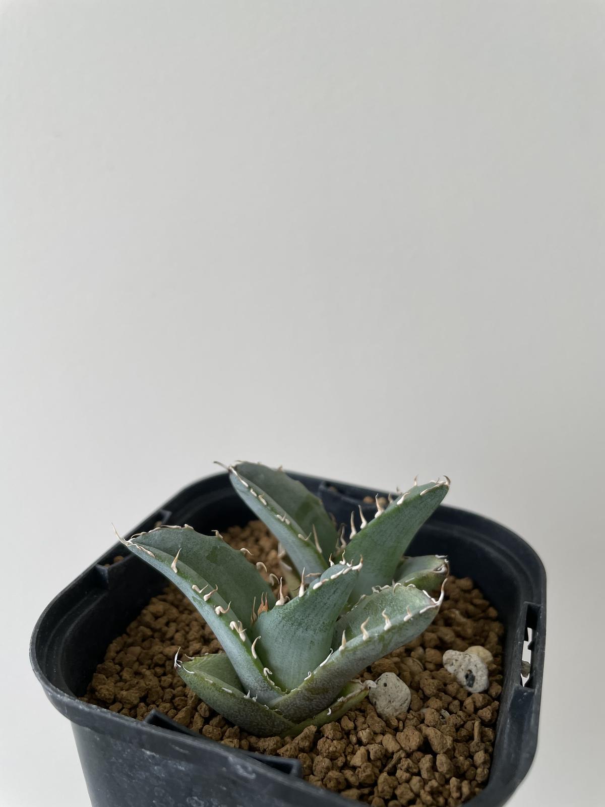 新着】Agave Titanota White Ice【上品な選抜種をランダム抜き苗配送】 ...