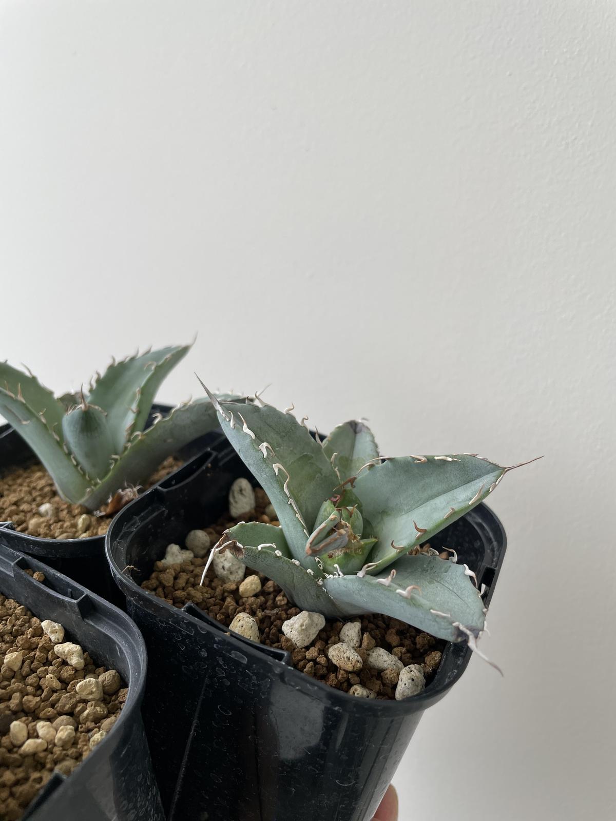 Agave Titanota White Ice【上品な選抜種の子株をランダム配送 ...