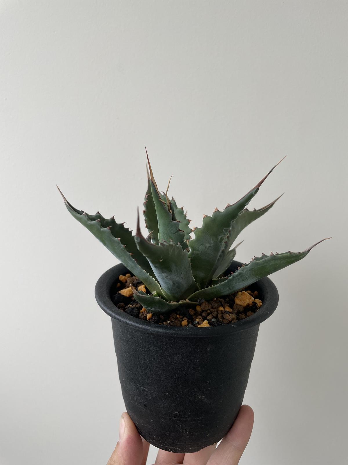 アガベ モンタナ Agave montana ドライガーデン 鉢ごと配送 アガベ モンタナ 1鉢 実生 鉢ごと発送 Agave montana ドライガーデン