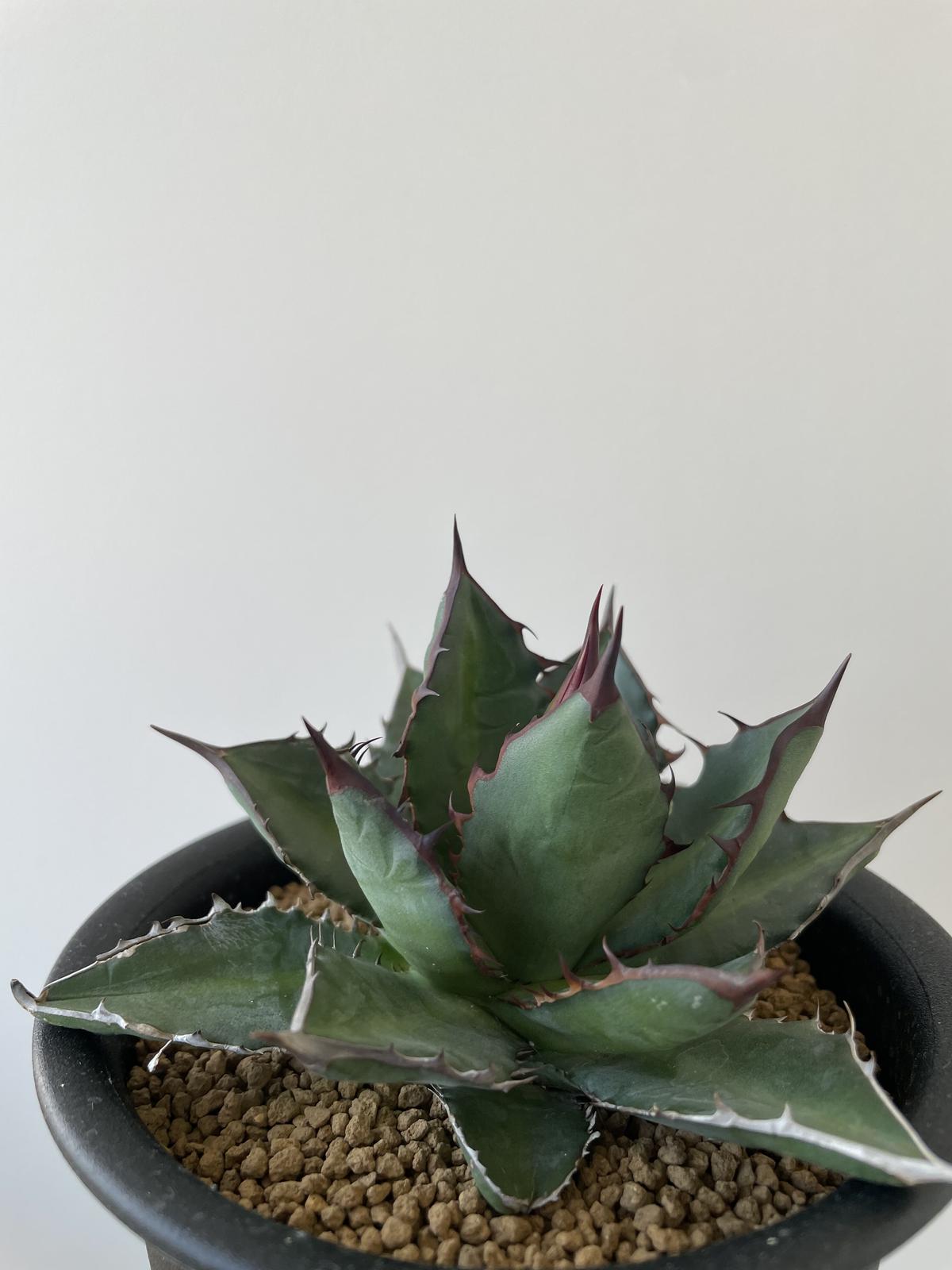 Agave アガベ ホリダ ドワーフ リョウゼツラン 4
