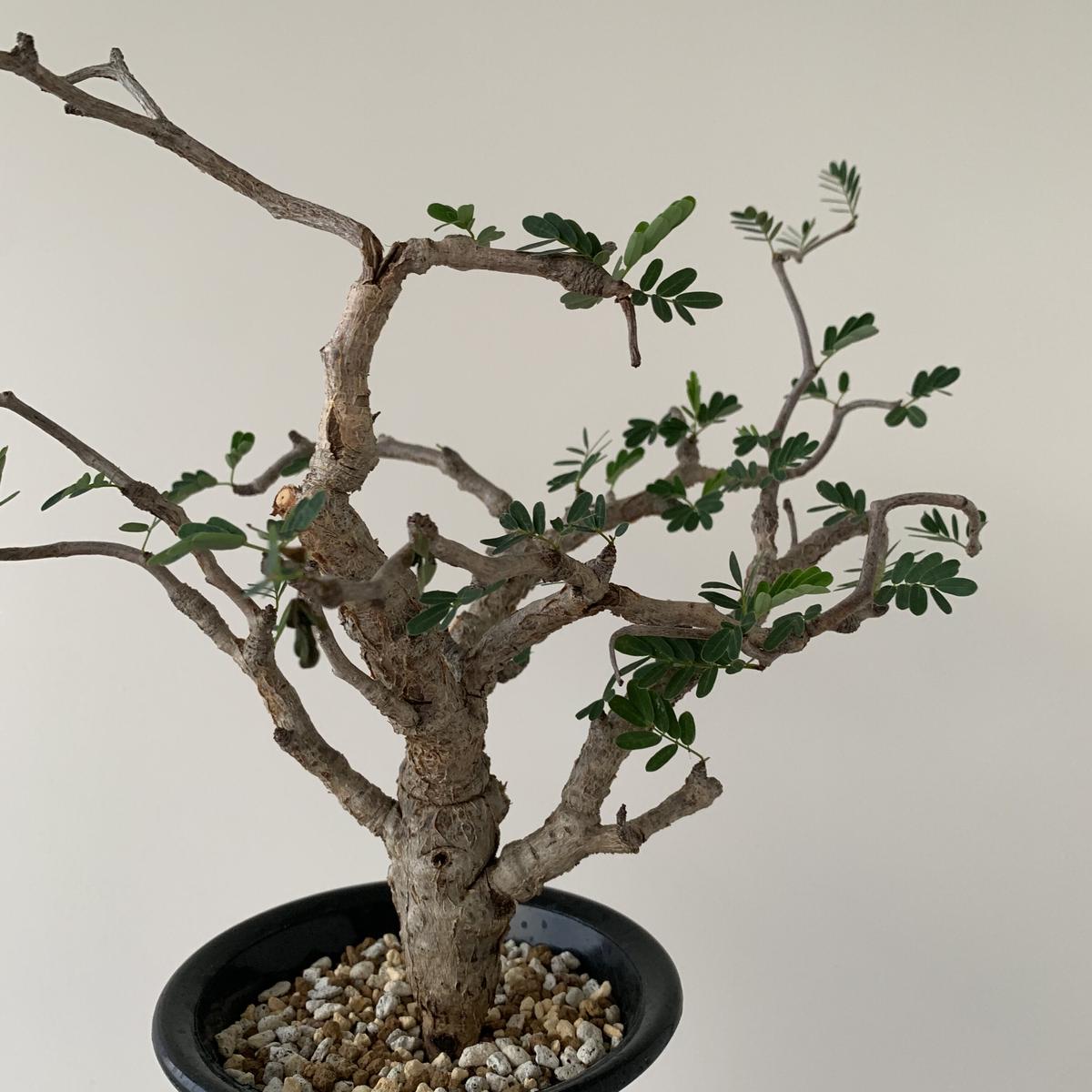 センナ メリディオナリス 最高の樹形 圧倒的な芽吹き 青坊主 Aobouzu