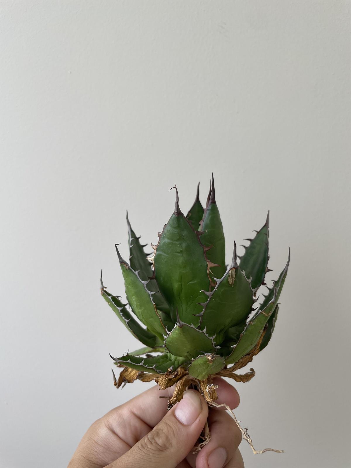 国内未流通？○HiddenAgave直送○Agave Shaw Parr○アガベ・シャウパー