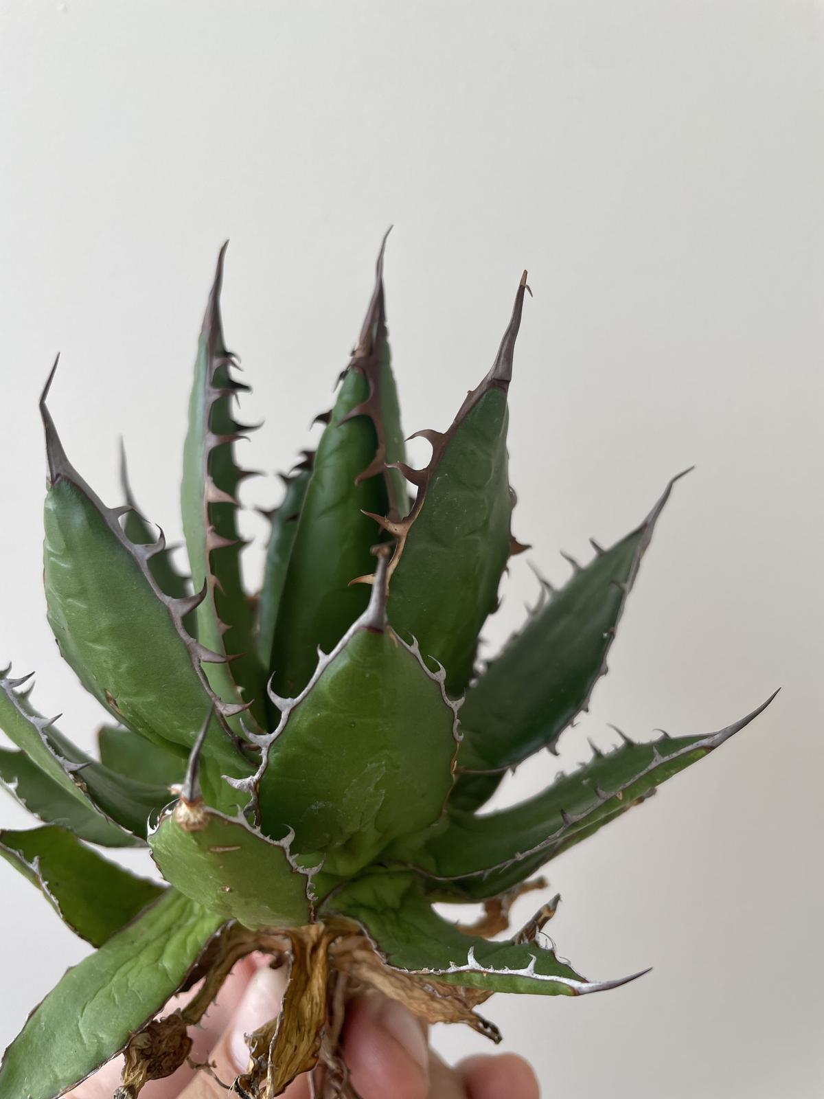 国内未流通？○HiddenAgave直送○Agave Shaw Parr○アガベ・シャウパー