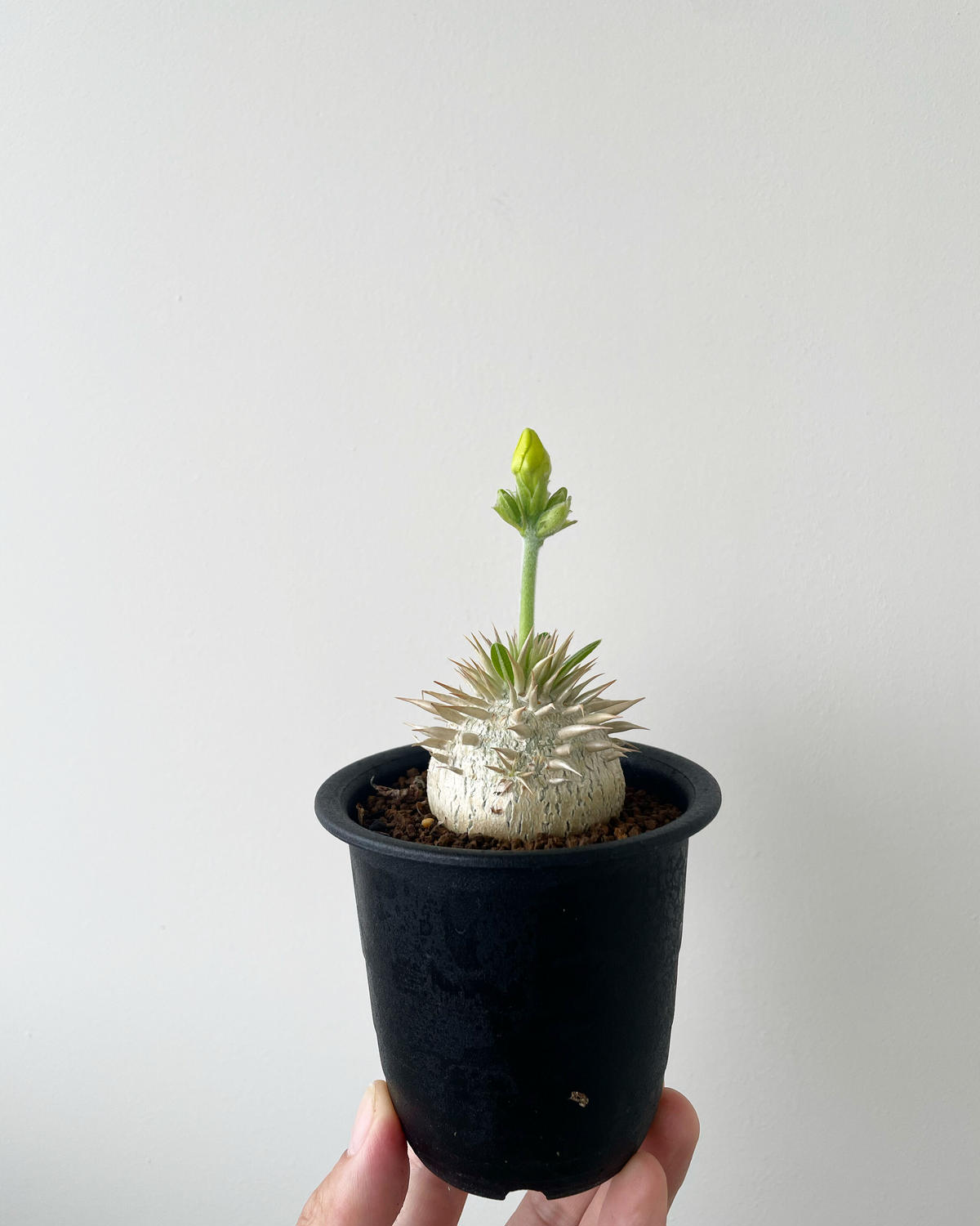 ☆お求めやすく価格改定☆ Pachypodium enigmaticum パキポディウム ...