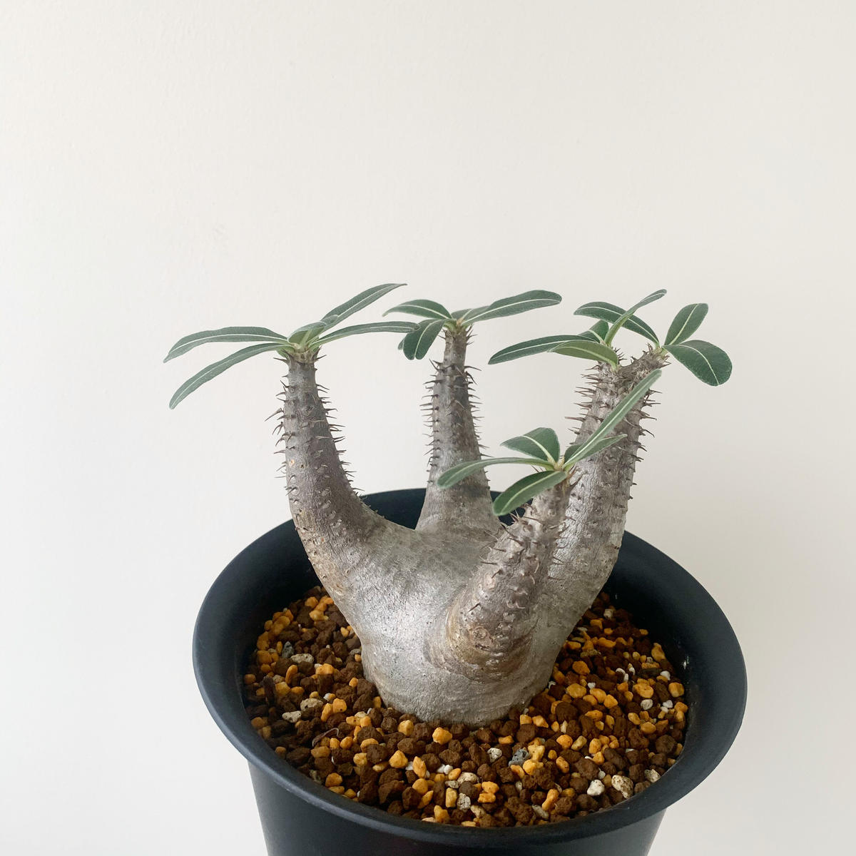 お買い物マラソン限定☆ パキポディウム カクチペス 大型株 赤肌 現地