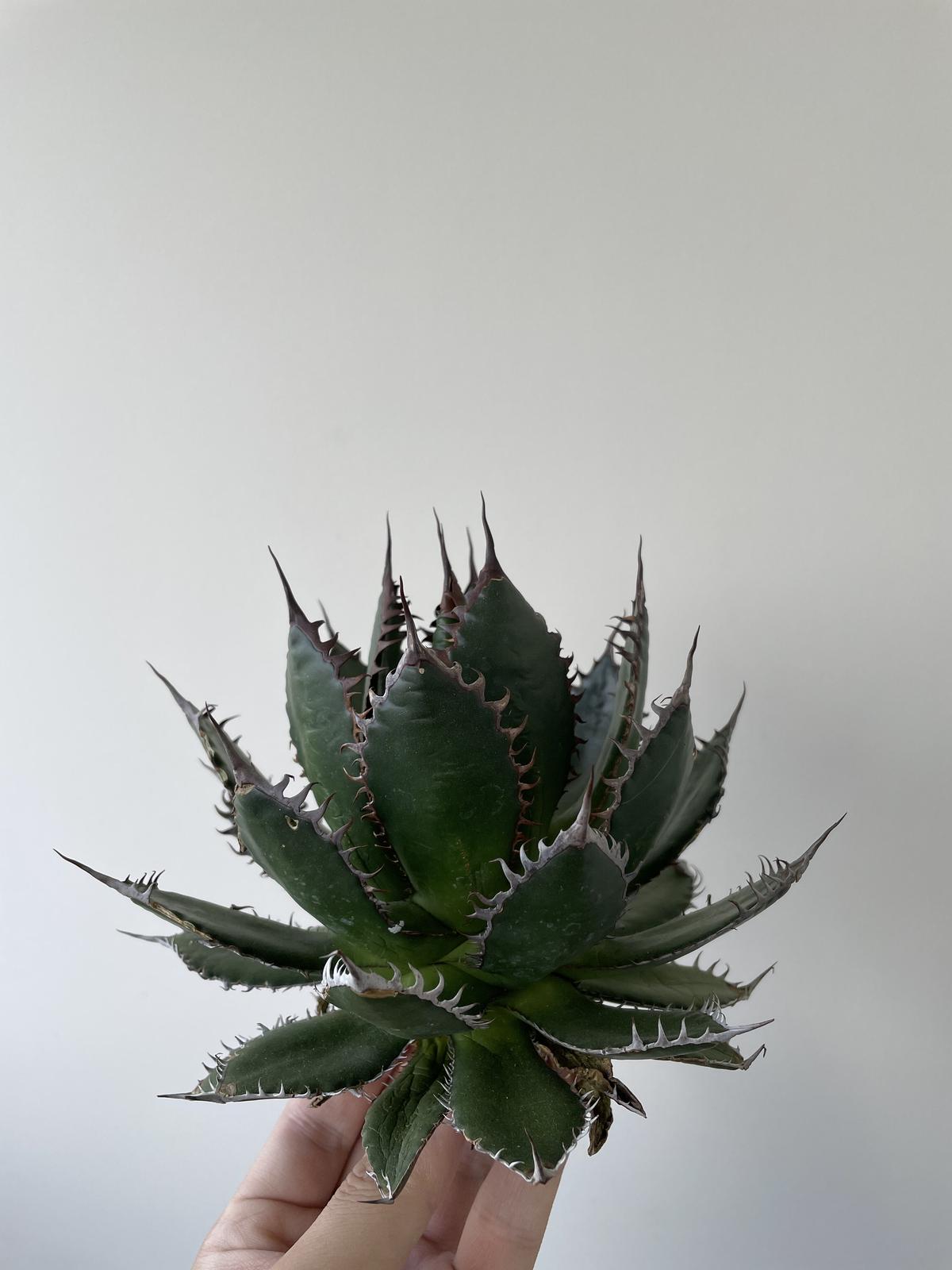 極上逸品】Agave horrida special 1 カリフォルニア スーパークローン...