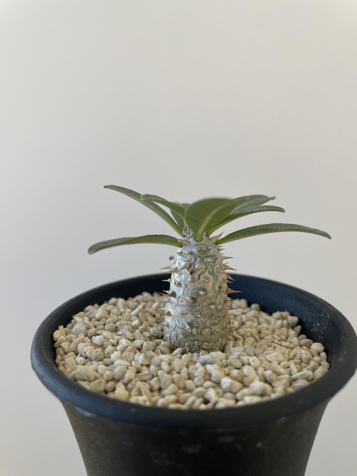 希少 パキポディウム・タッキー | tostaduriaemanuel.cl