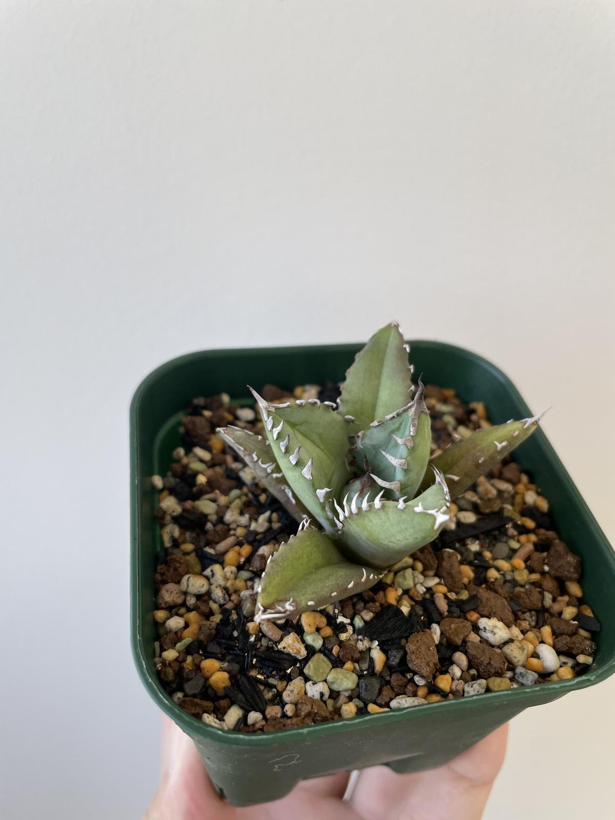 アガベ チタノタ 姫厳竜 美株 鉢事発送 ムチムチ 短葉 【公式通販】