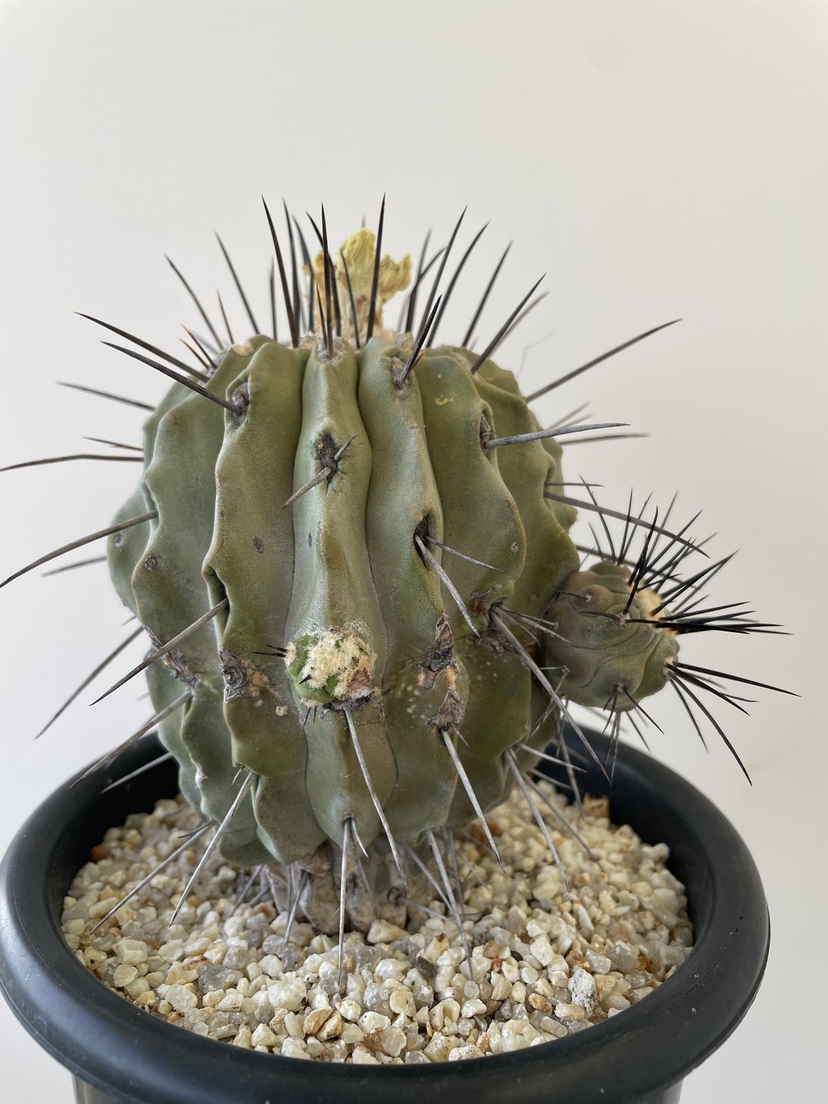 コピアポア デアルバータ 群生 黒士冠 発根済 サボテン copiapoa 選抜 コピアポア デアルバータ 群生 黒士冠 発根済 サボテン copiapoa