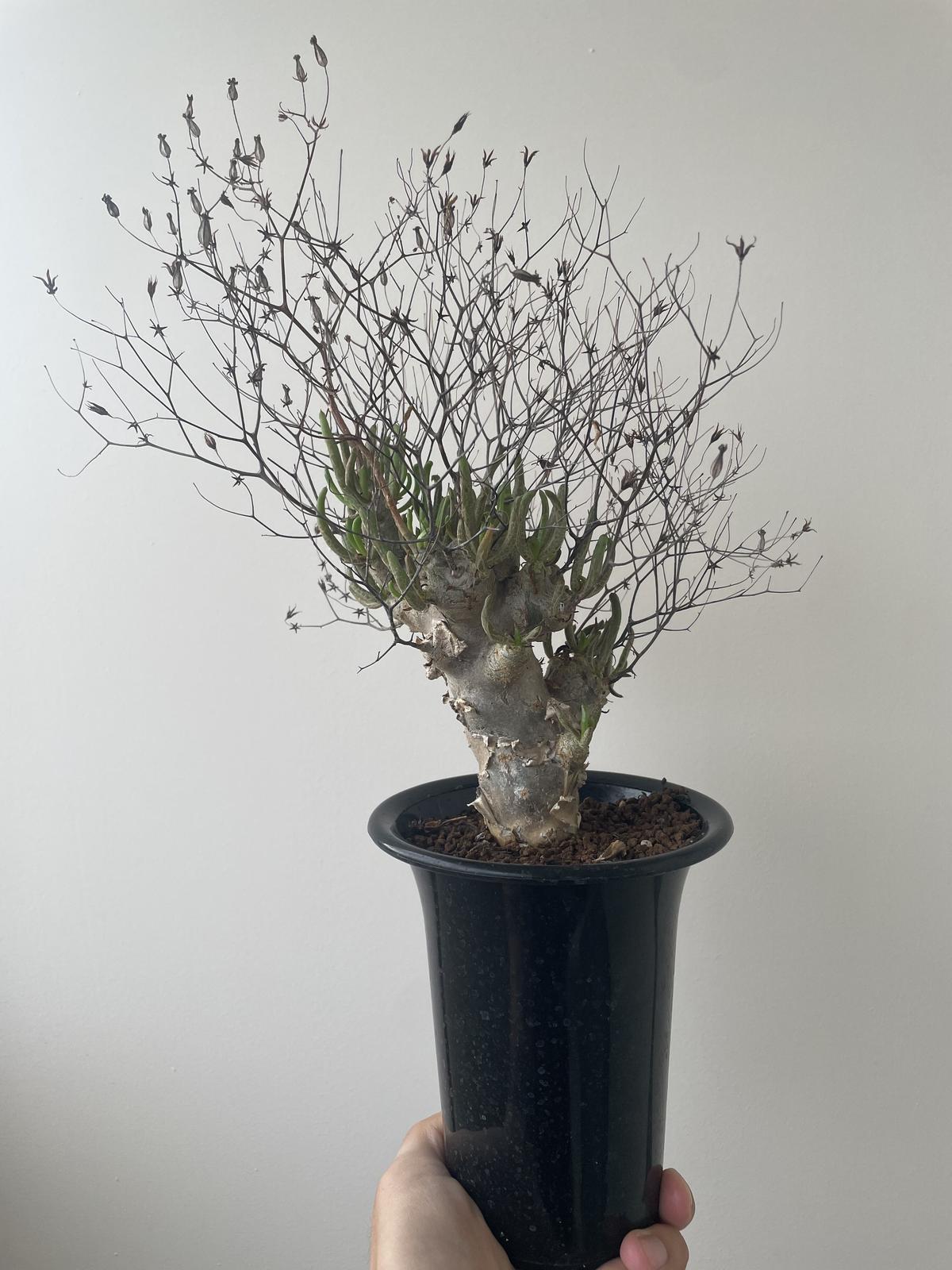 超大株】チレコドン レティキュラーツス くね 万物想 現地株 発根済み 