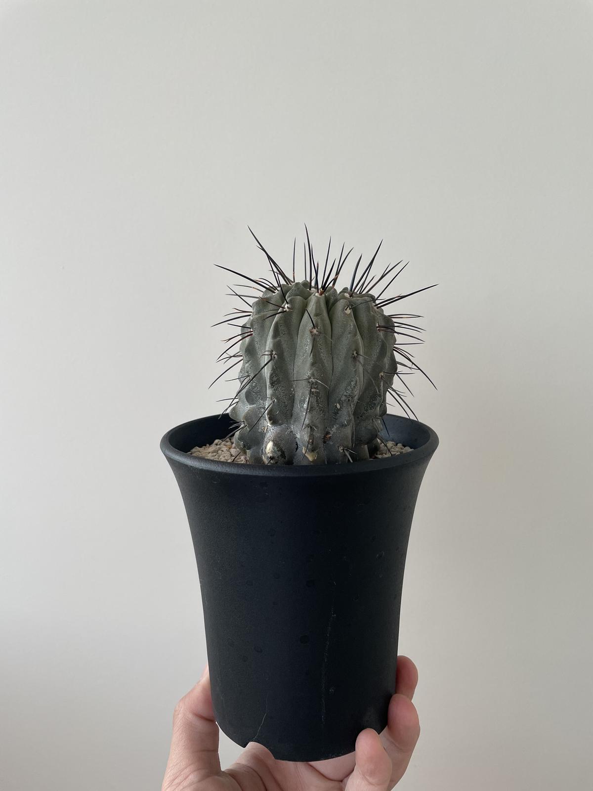 黒士冠 コピアポア デアルバータ 現地球 カキコ 右側