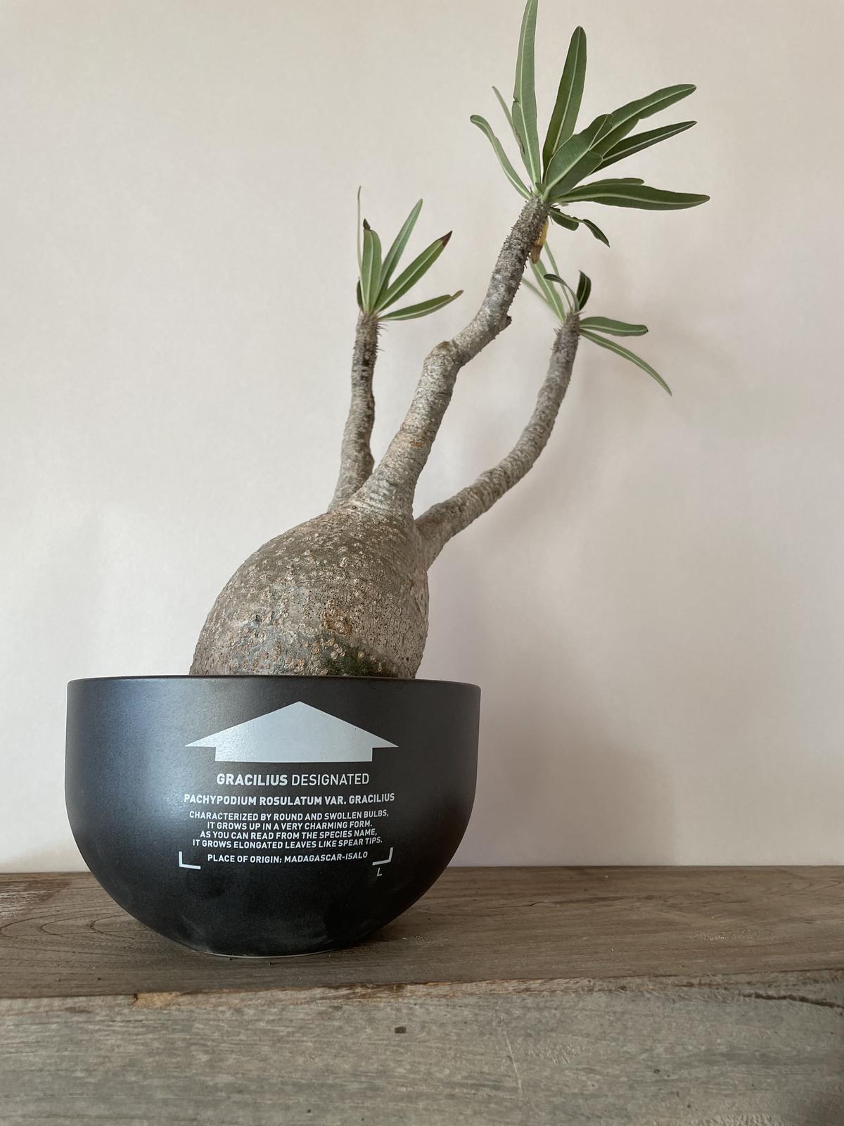 特別価格 Valiem 植木鉢 鉢 ボタナイズ botanize コーデックス 塊根 ...