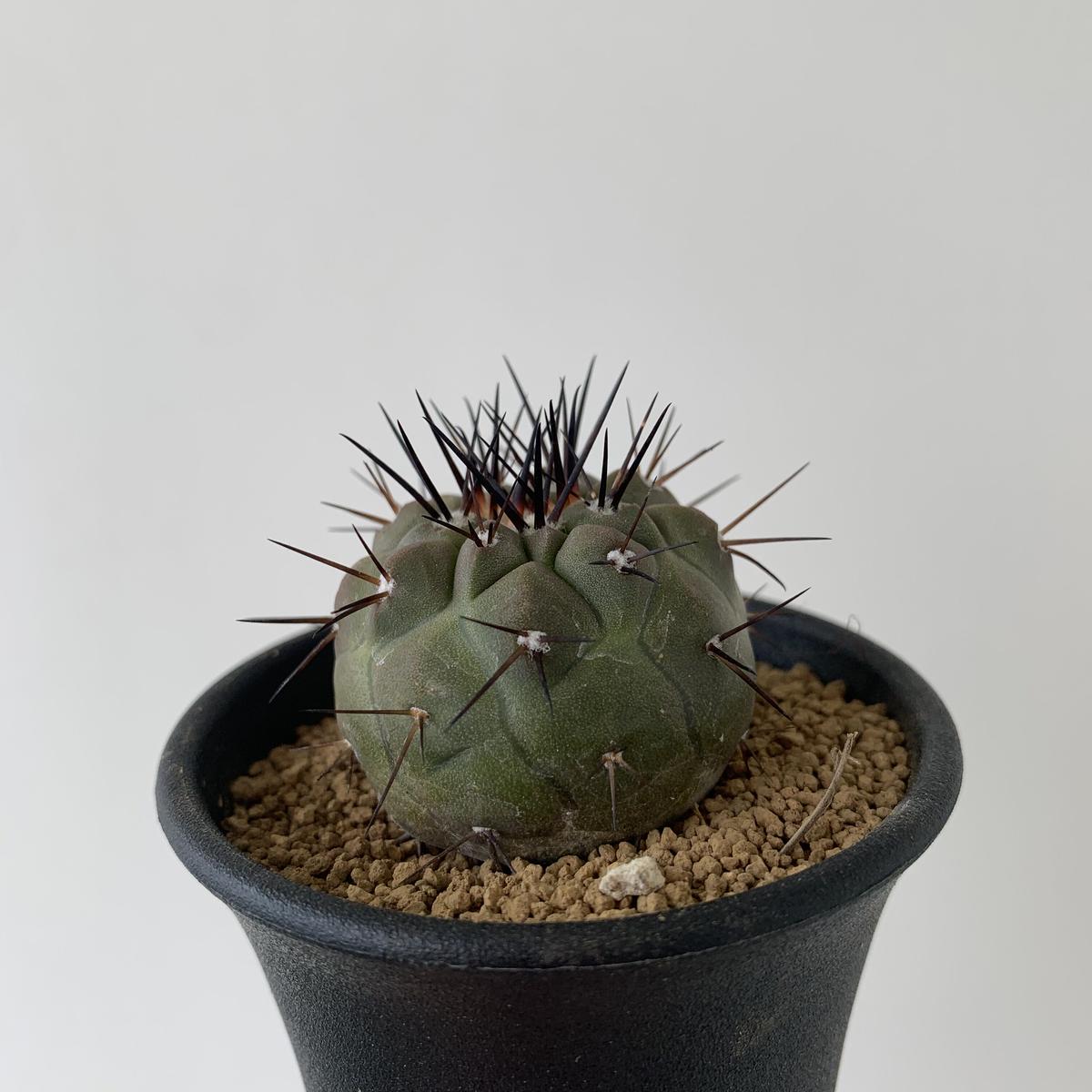 実生 コピアポア デアルバータ (黒士冠) Copiapoa cinerea var