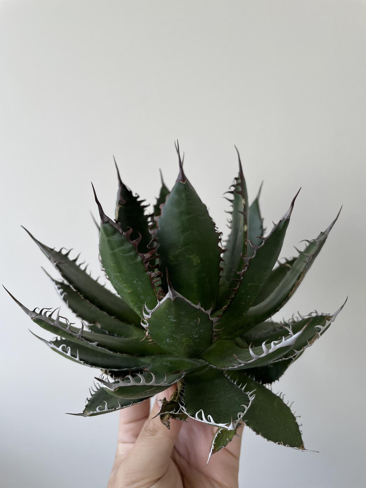 極上逸品】Agave horrida special 2 カリフォルニア スーパークローン...