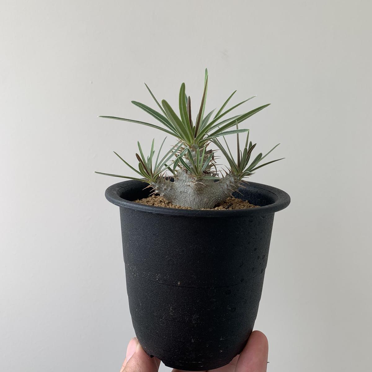 好評人気 パキポディウム グラキリス 実生 多頭分岐 zukSx