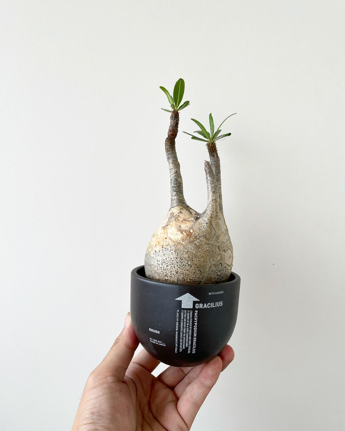 格安】パキポディウム グラキリス 変態株× BOTANIZE プラ鉢