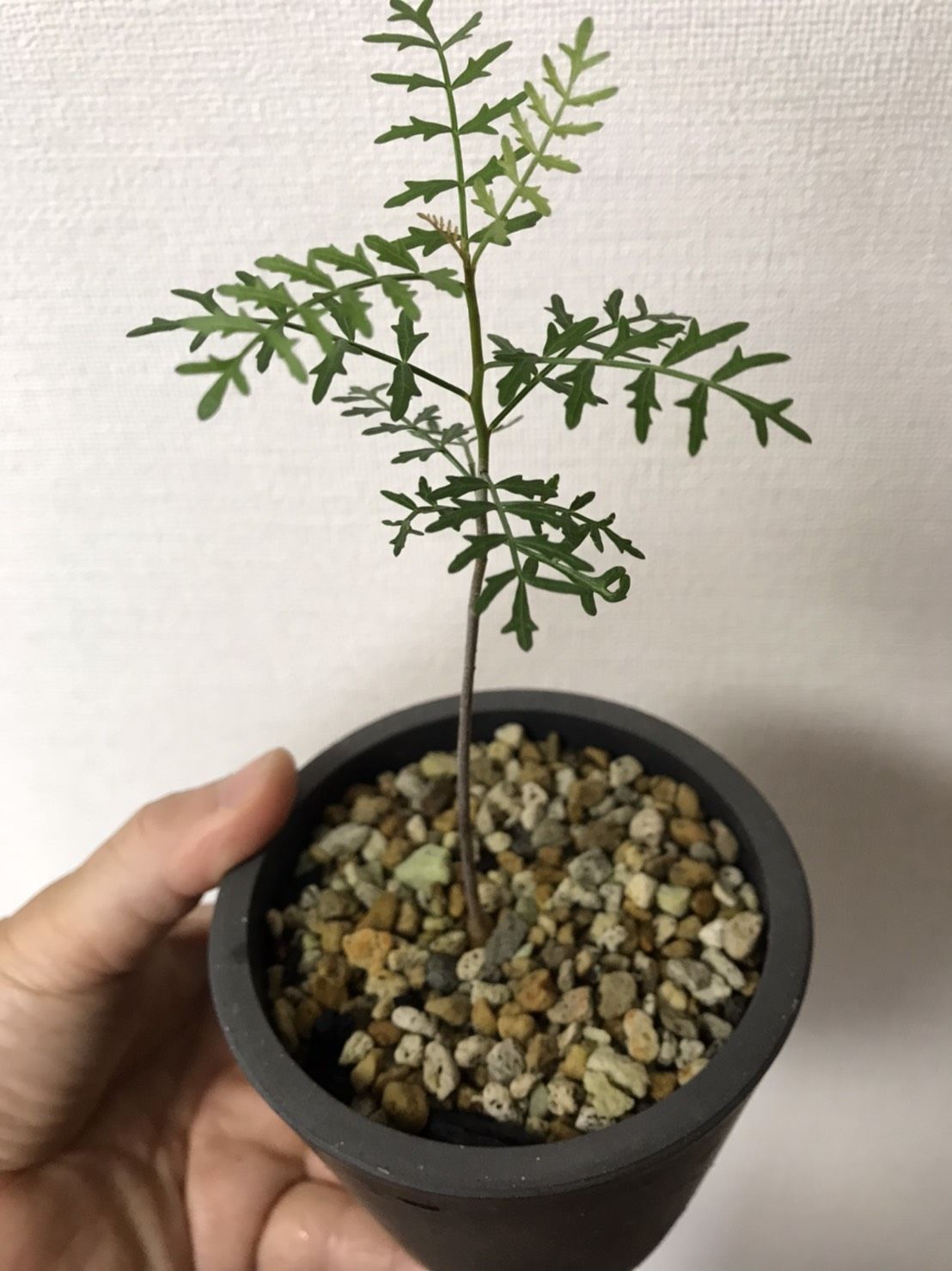 激レア 良樹形 枝ぶり良好 ブルセラ ミクロフィラ 植物 観葉植物 Fountainofyouthnc Com