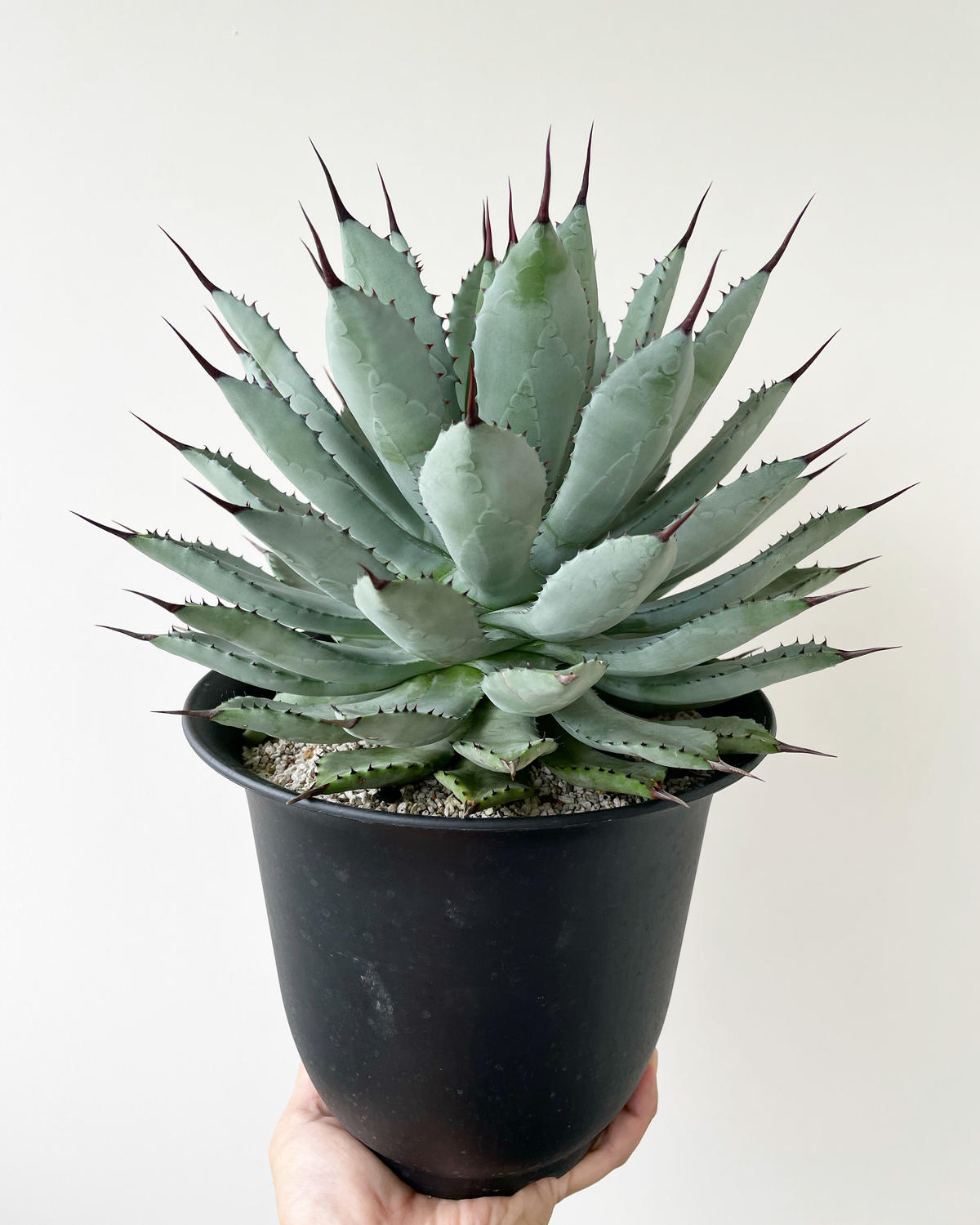 クーポン配布中 交換無料 美株 希少 アガベ 八荒雷神 発根済み 最安値