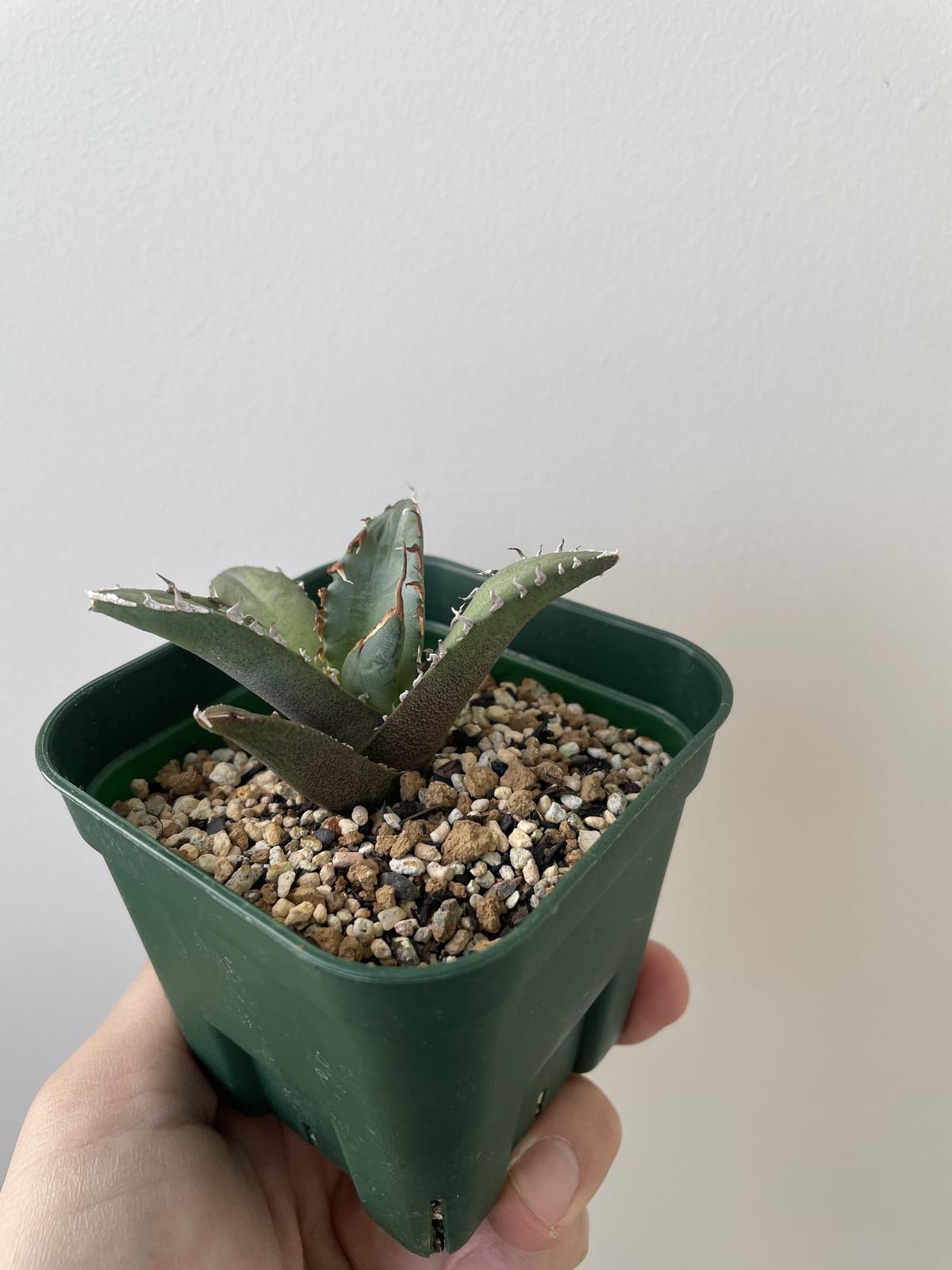 アガベ チタノタ 烈焔 親株 子株付き アガベ チタノタ 烈焔 親株 子株