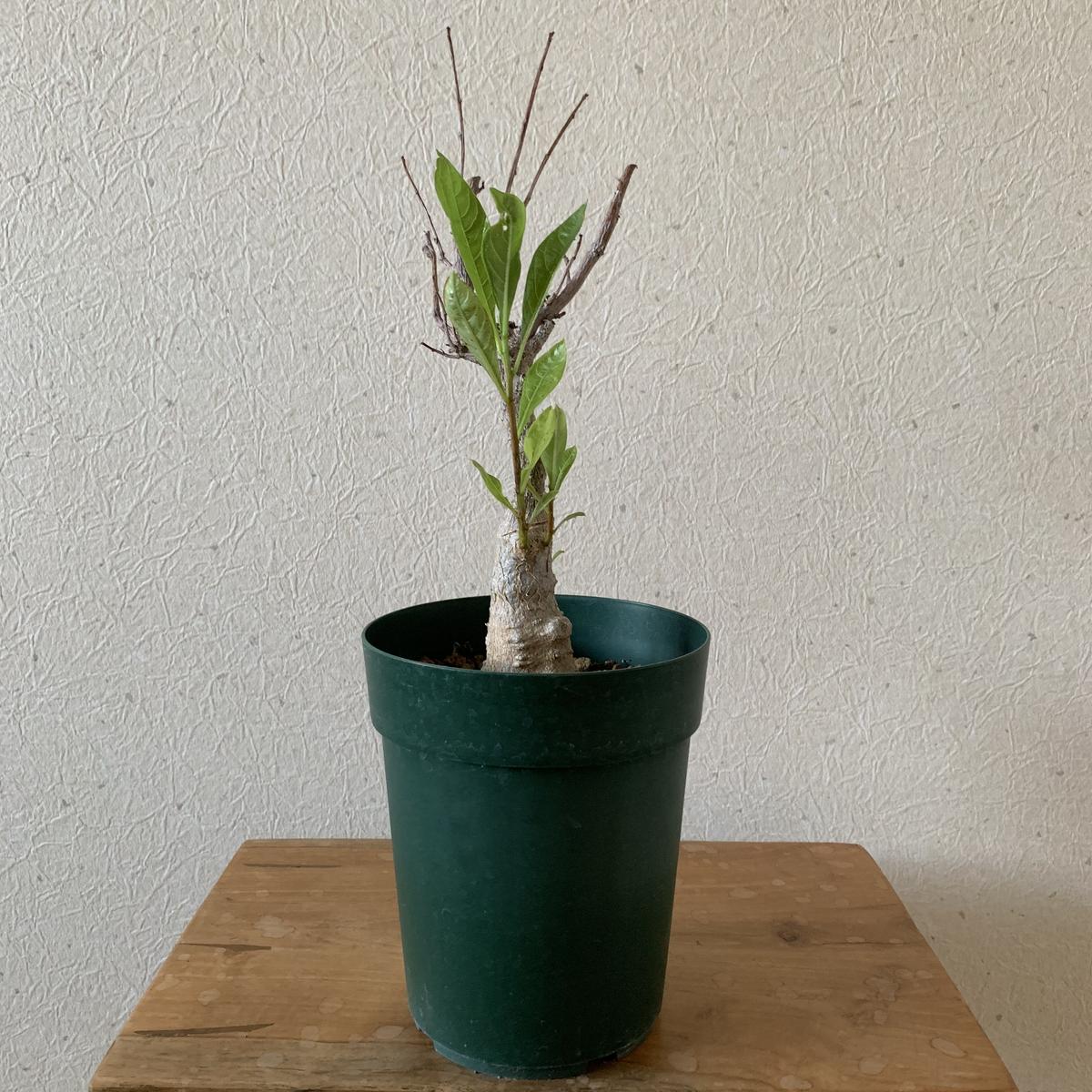 神秘的なバオバブの木 盆栽的なお付き合いを 青坊主 Aobouzu