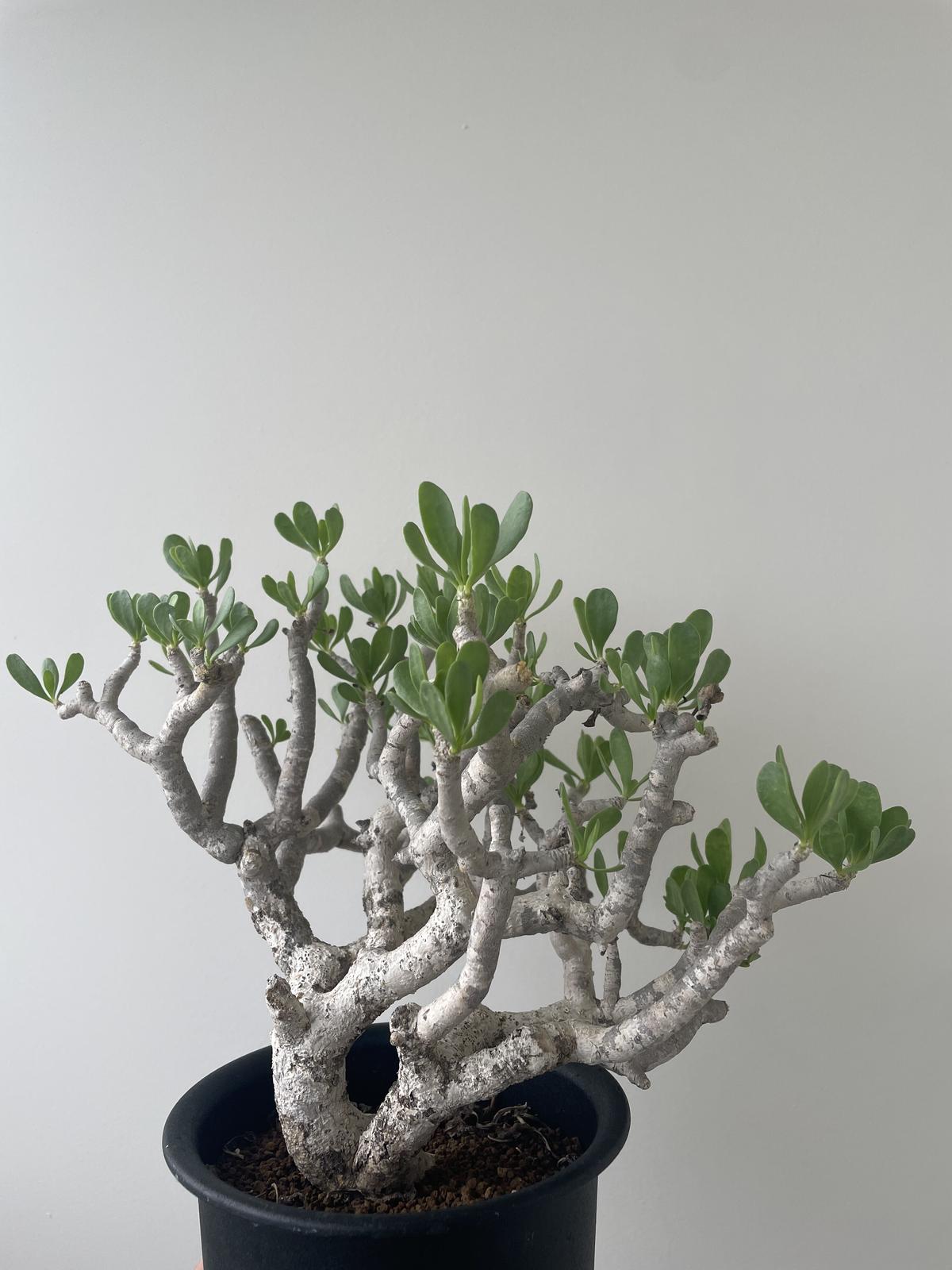 塊根植物☆大株 オトンナ フルカタ☆コーデックス 多肉植物