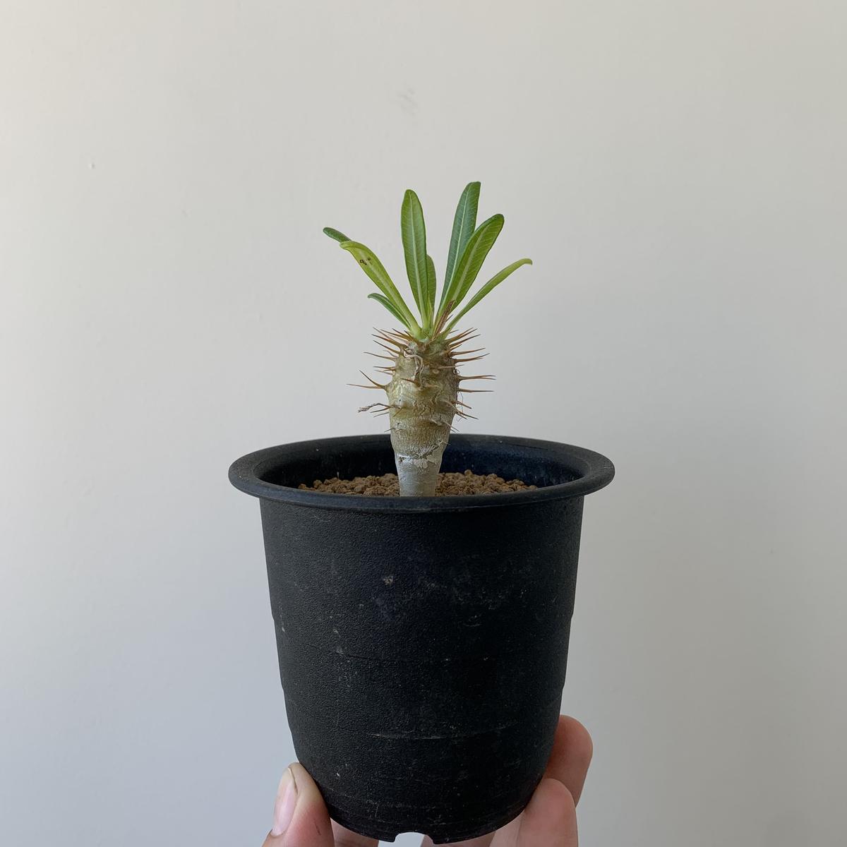 パキポディウム アンボンゲンセ１ 激レア品種 青坊主 Aobouzu