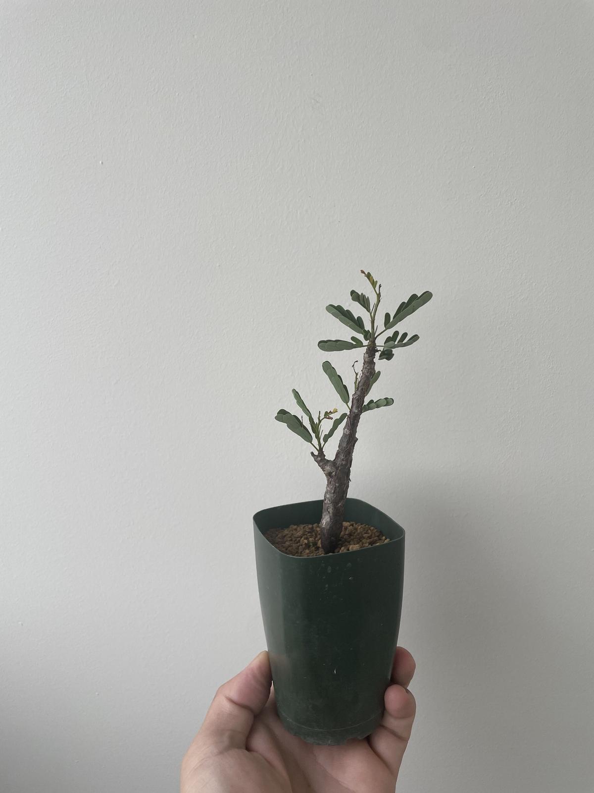 新着】Senna meridionalis【実生・コスパ良し】センナ メリディオ 新着】Senna meridionalis【実生・コスパ良し】センナ メリディオ