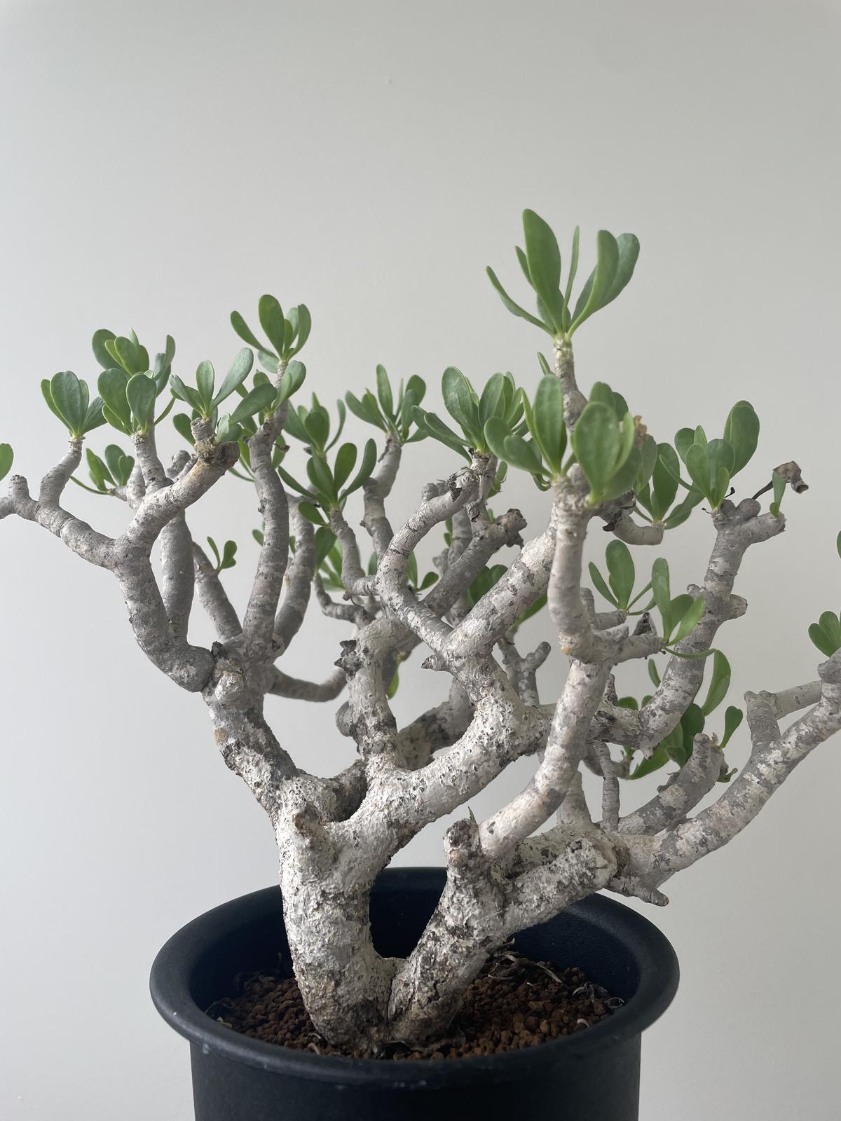 極上逸品】Othonna furcata 【白肌美しい冬型塊根植物】 オトンナ