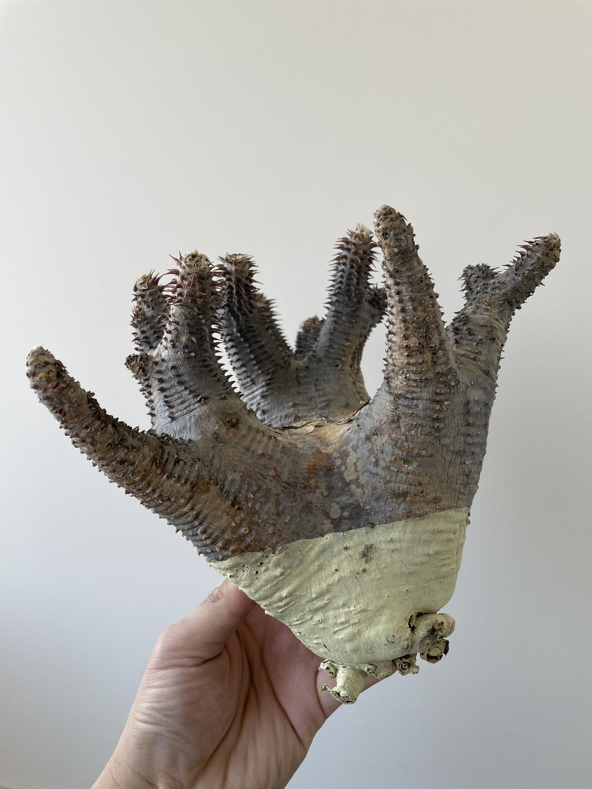 海外限定】 パキポディウムマカイエンセ 発根管理中 新鮮株 makayense ...