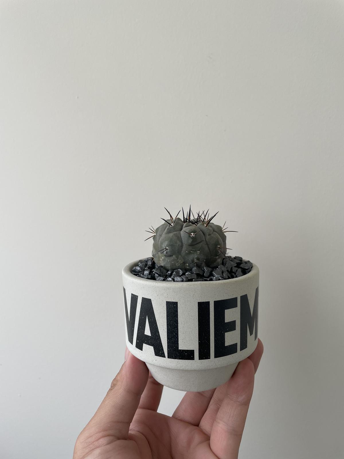 現地譲渡限定 観葉植物・鉢 (ボンバックス、アペンディクラツム ...