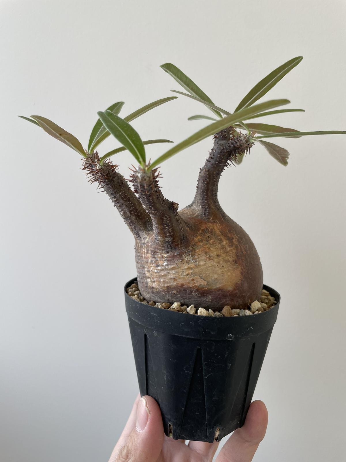 未使用】たけろうポット ちぎり テツ 鉢 塊根植物 パキポディウム