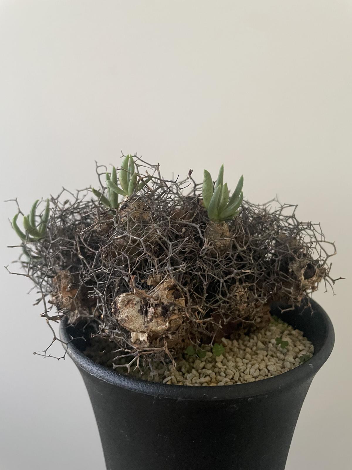 ディズニーコレクション セール チレコドン レティキュラータス 万物想